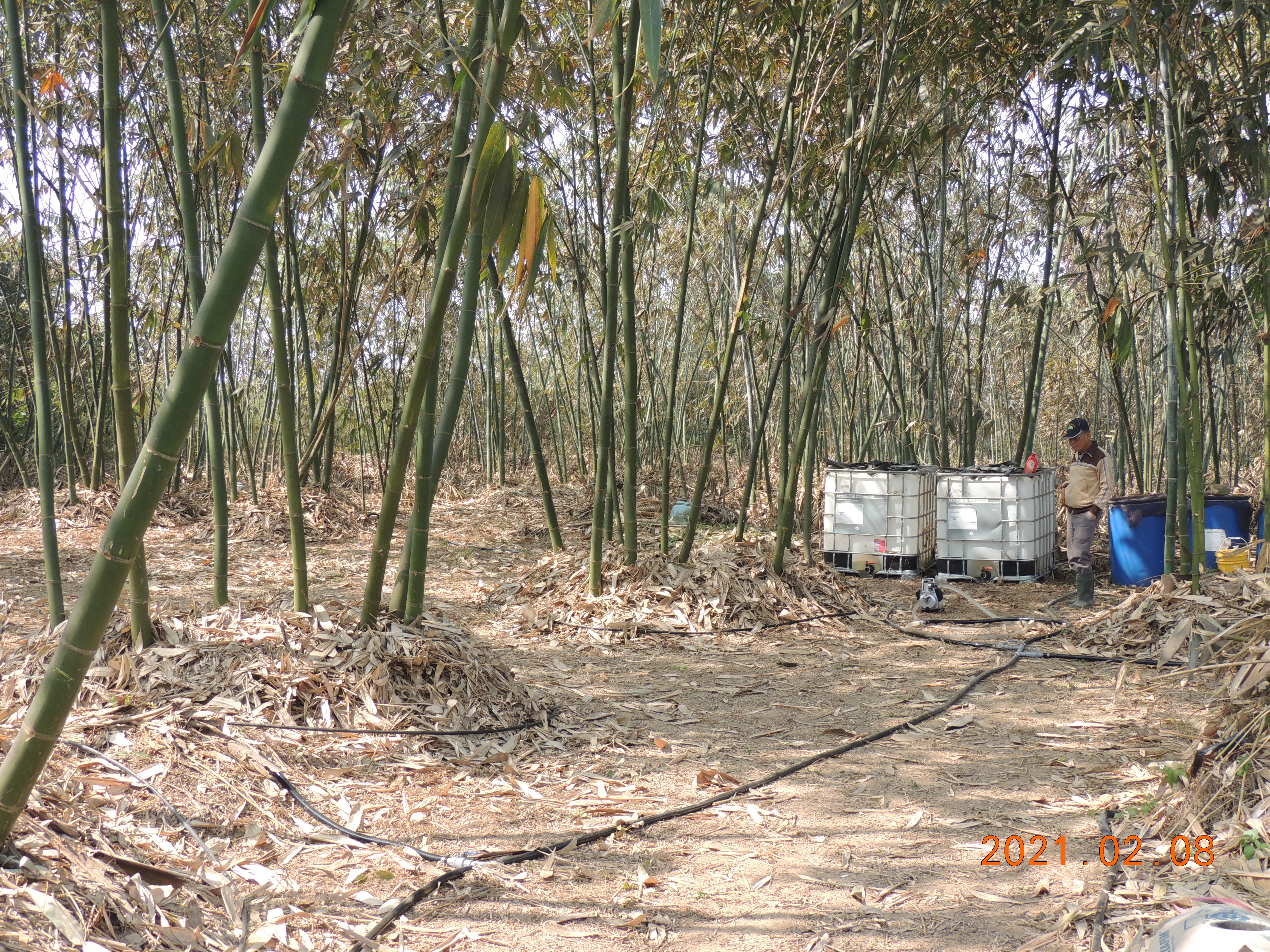 利用黑色PE管貼合地形作為竹園之主要管路