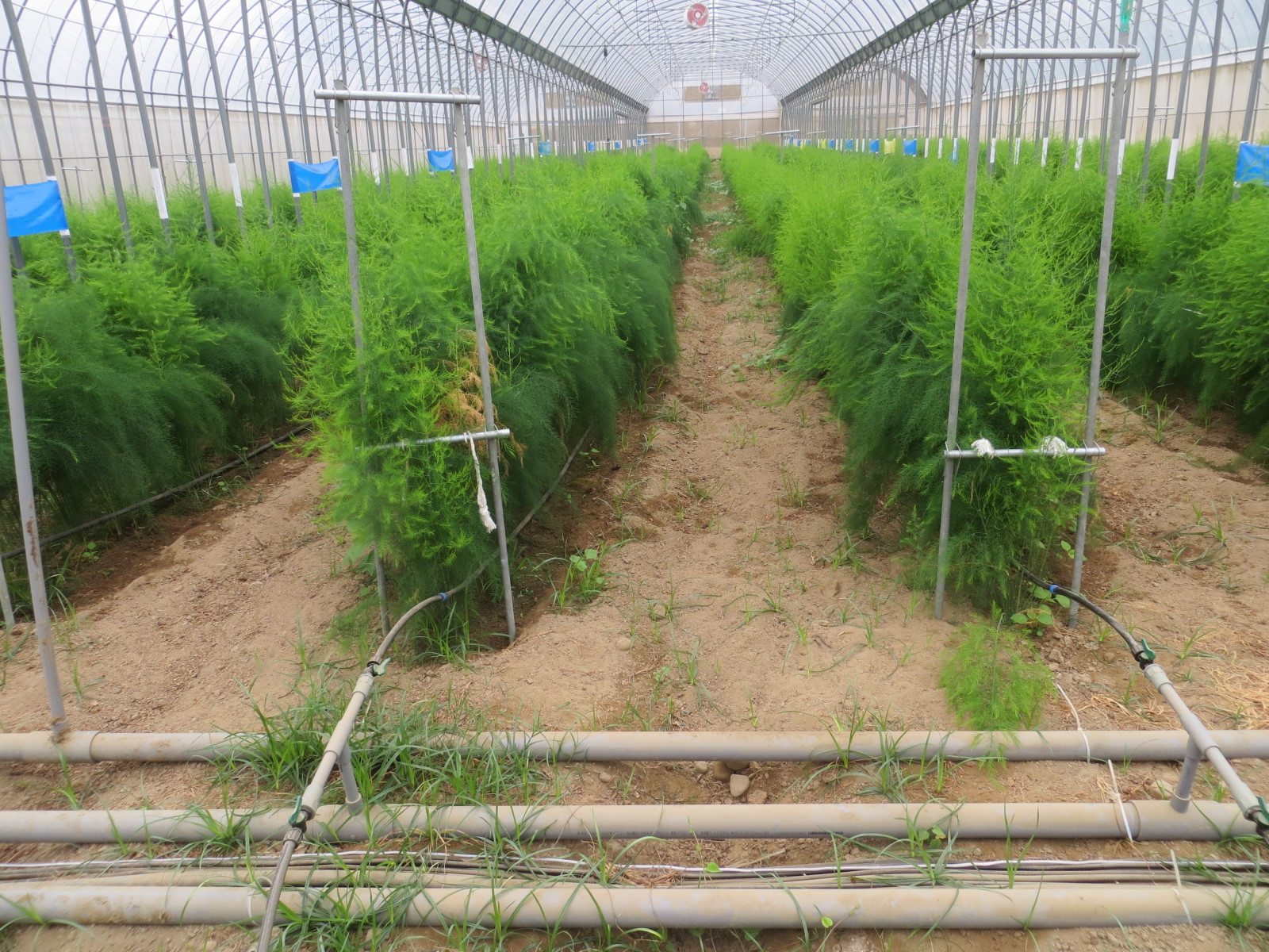 「青松農場」設施蘆筍應用滴灌給水現況