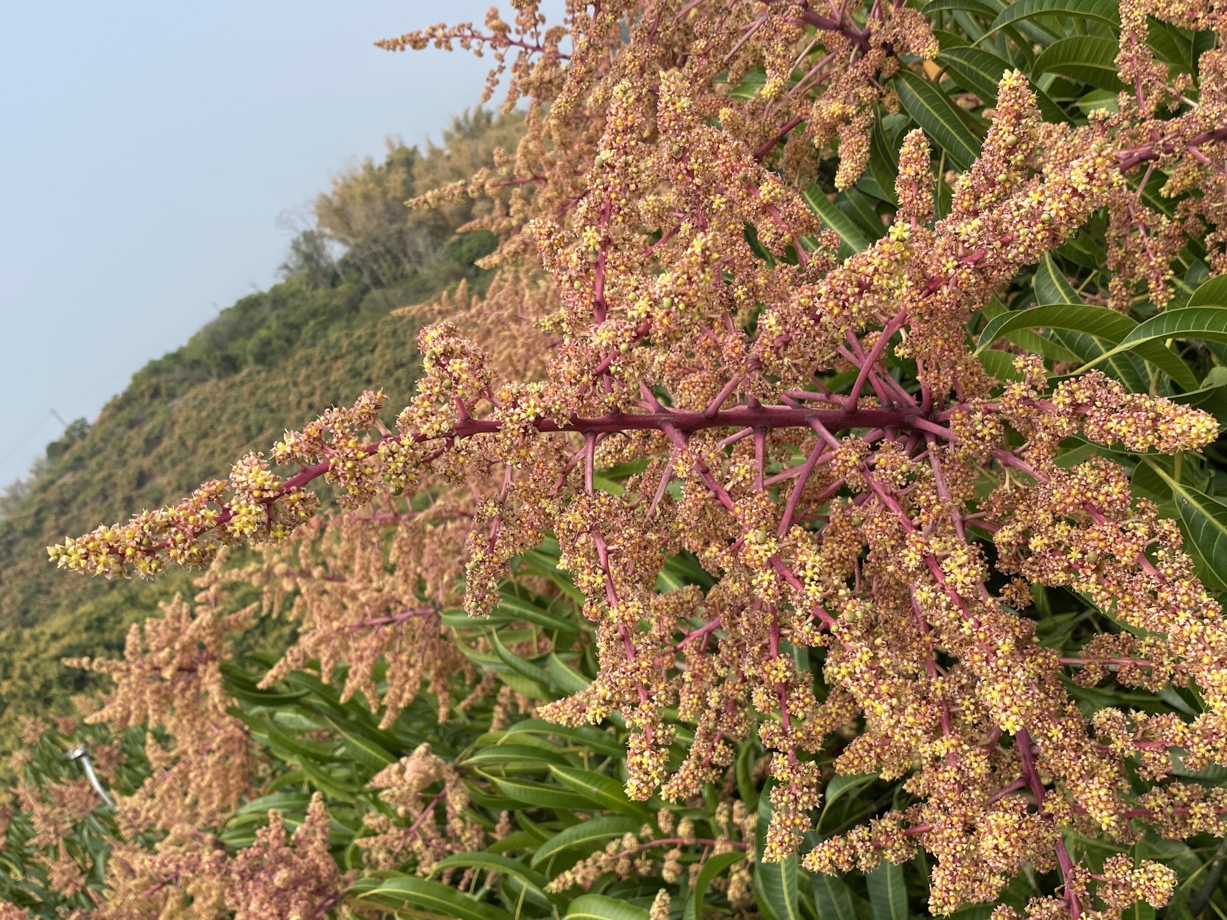 芒果開花著果期為重要之灌溉時機