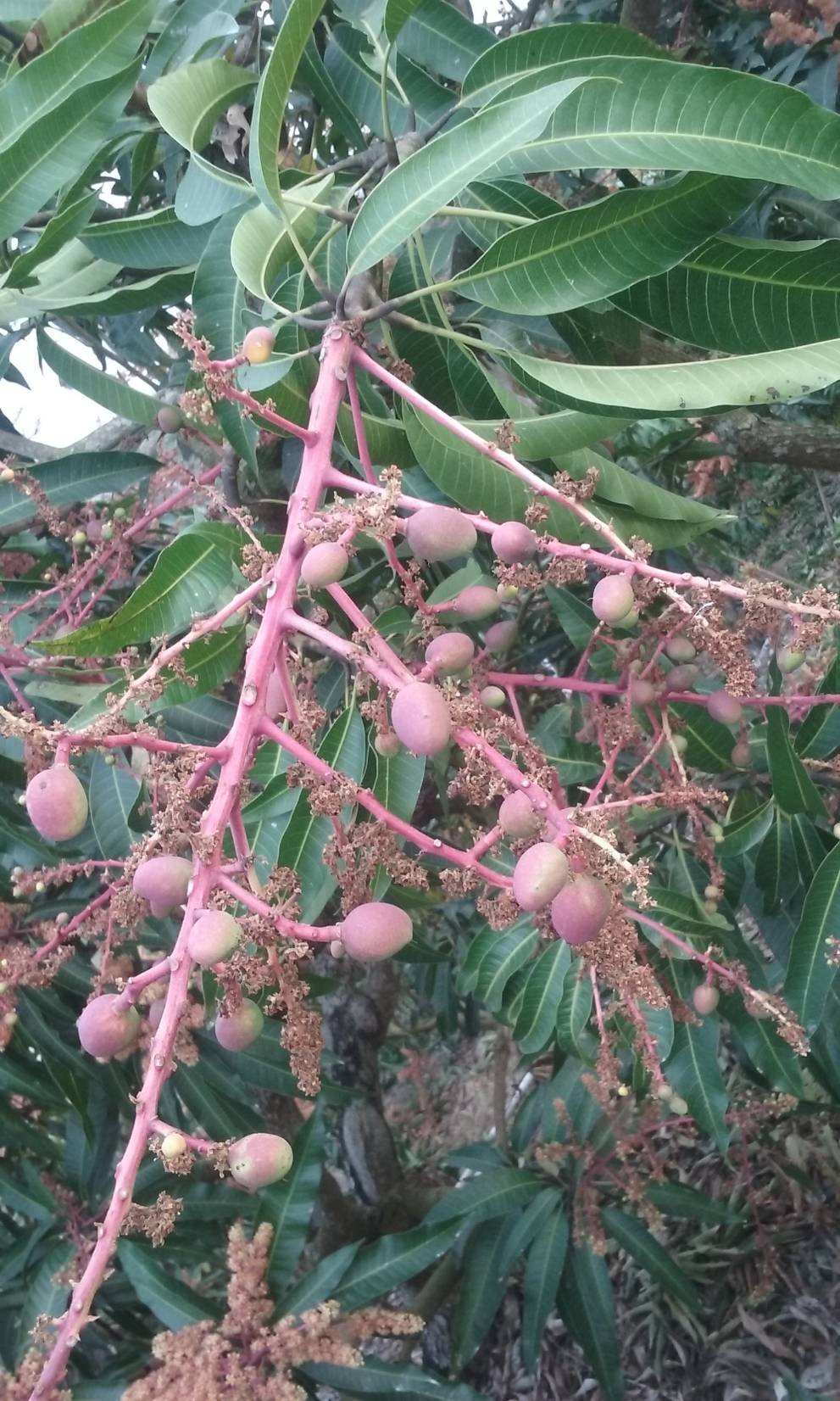 芒果果實發育初期為重要之灌溉時機