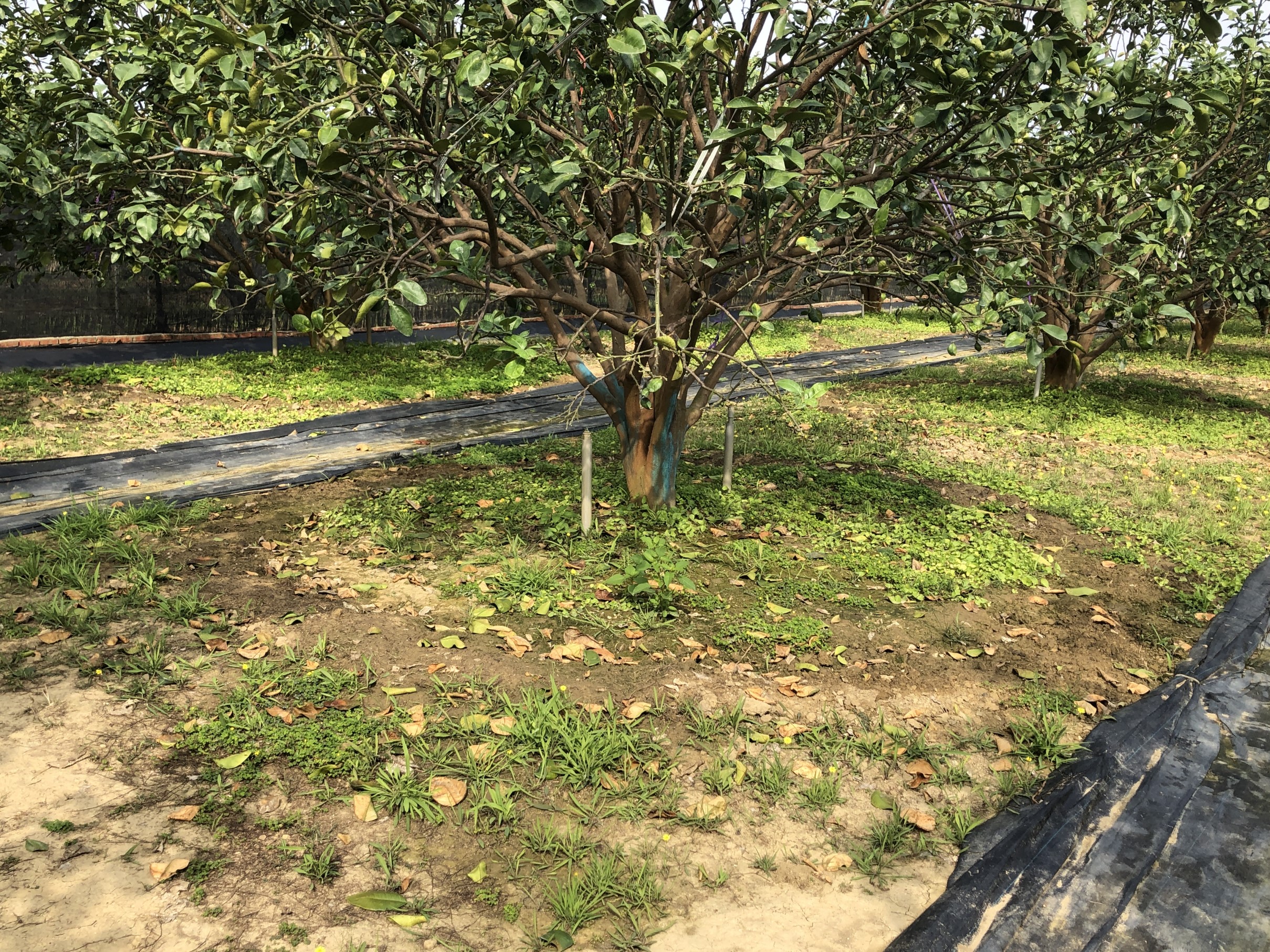 文旦花期前後利用微噴灌於根域有效範圍,適時、適期灌溉,以利植株抽梢、開花及著果 文旦花期前後利用微噴灌於根域有效範圍,適時、適期灌溉,以利植株抽梢、開花及著果