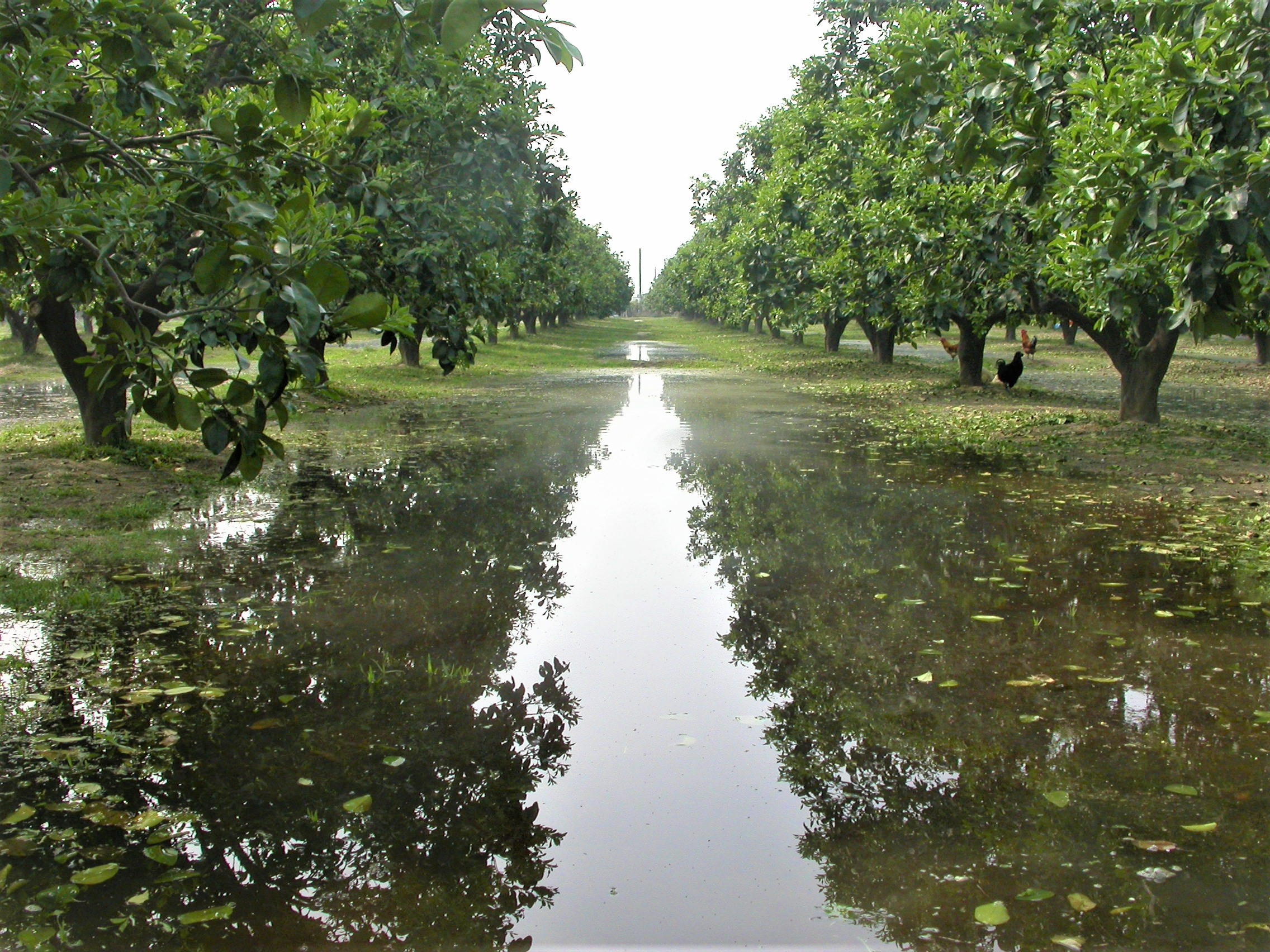 平地文旦果園多以淹灌進行灌溉 平地文旦果園多以淹灌進行灌溉