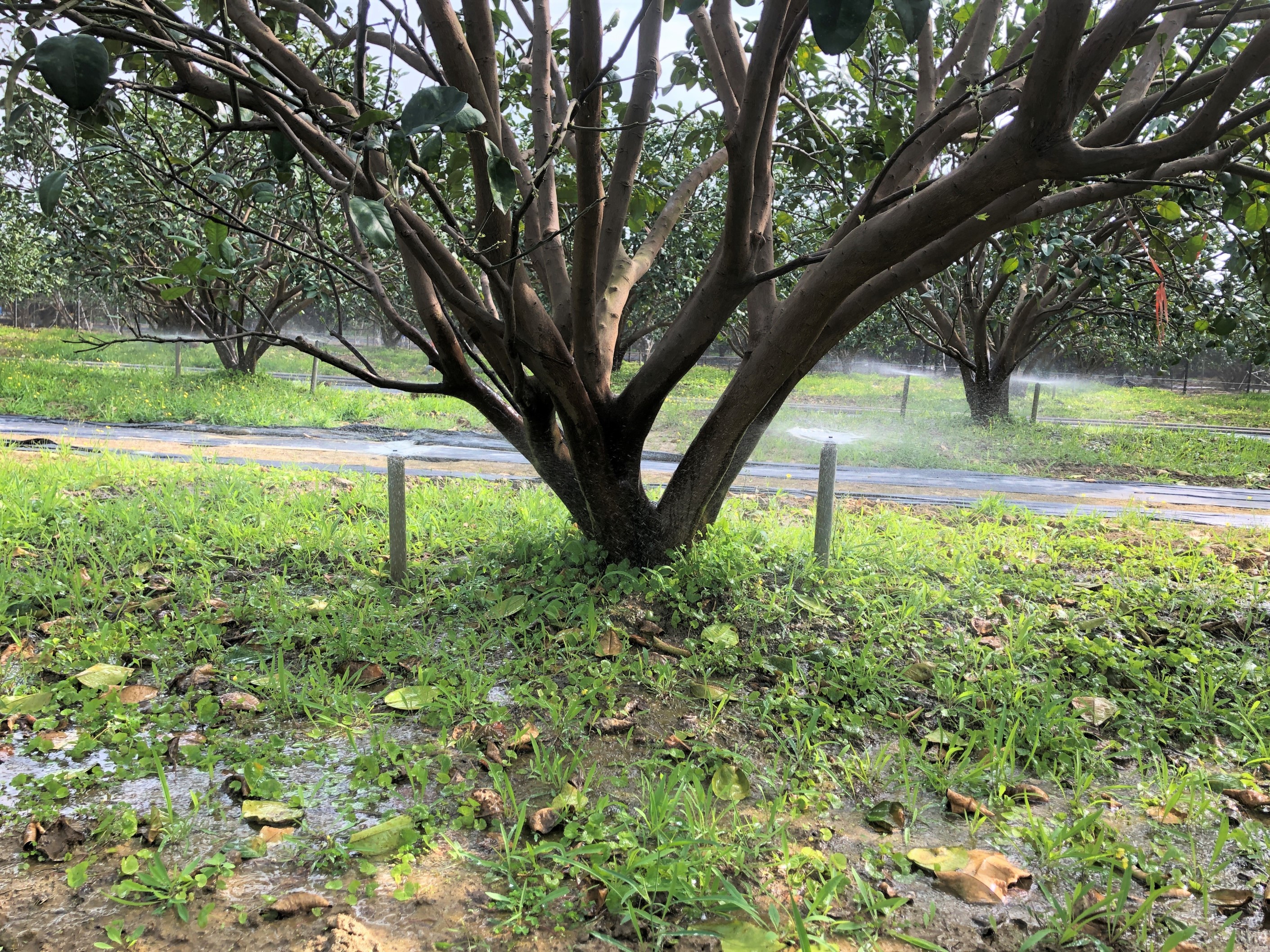 文旦果園微噴灌設施(下營試區) 文旦果園微噴灌設施(下營試區)