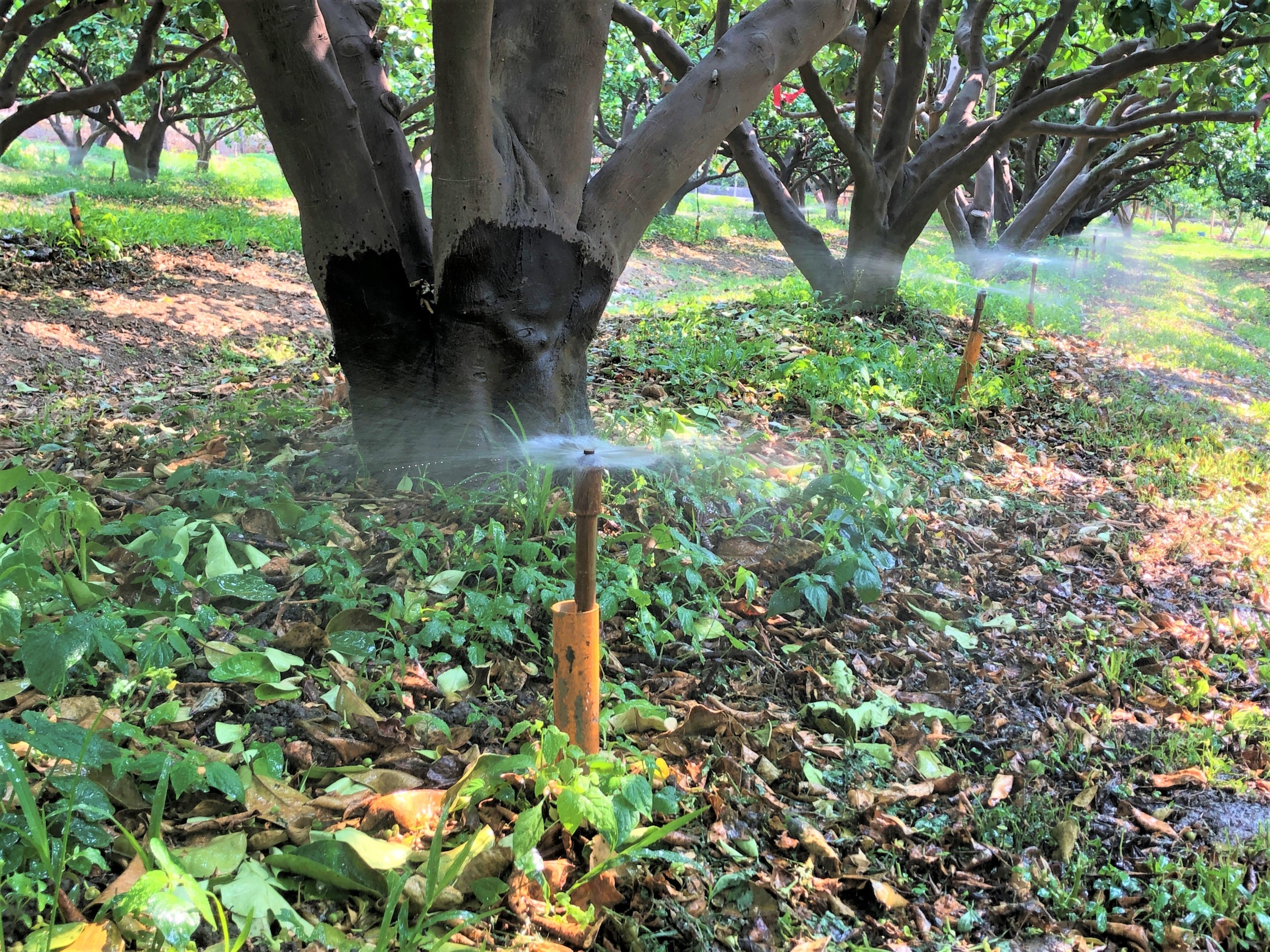 文旦果園微噴灌設施(斗六試區)