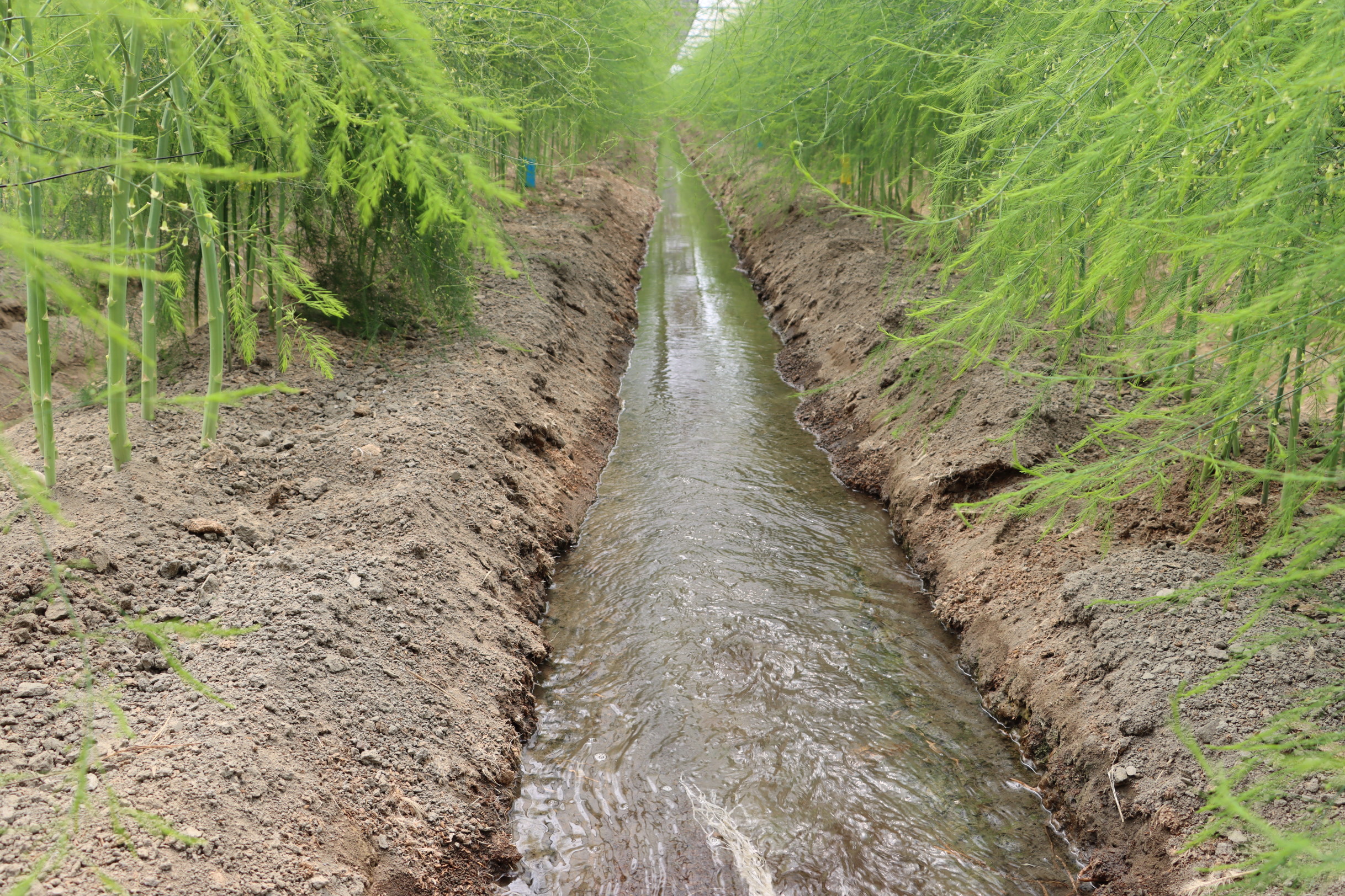 傳統溝灌方式耗用大量水資源