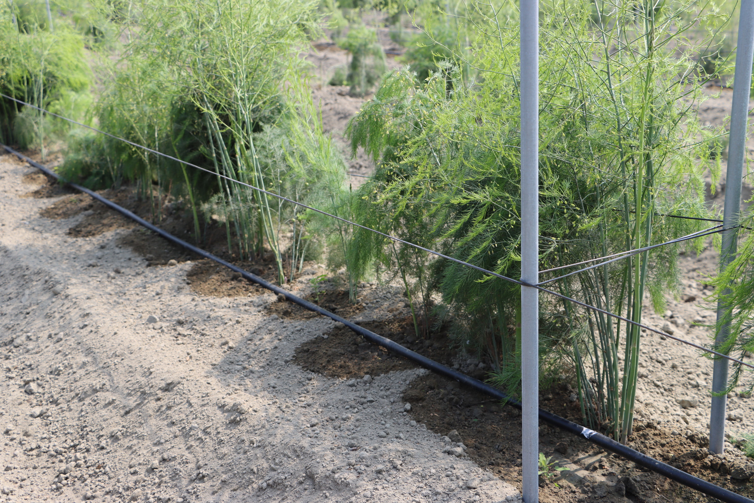露天蘆筍田區應用滴灌給水現況
