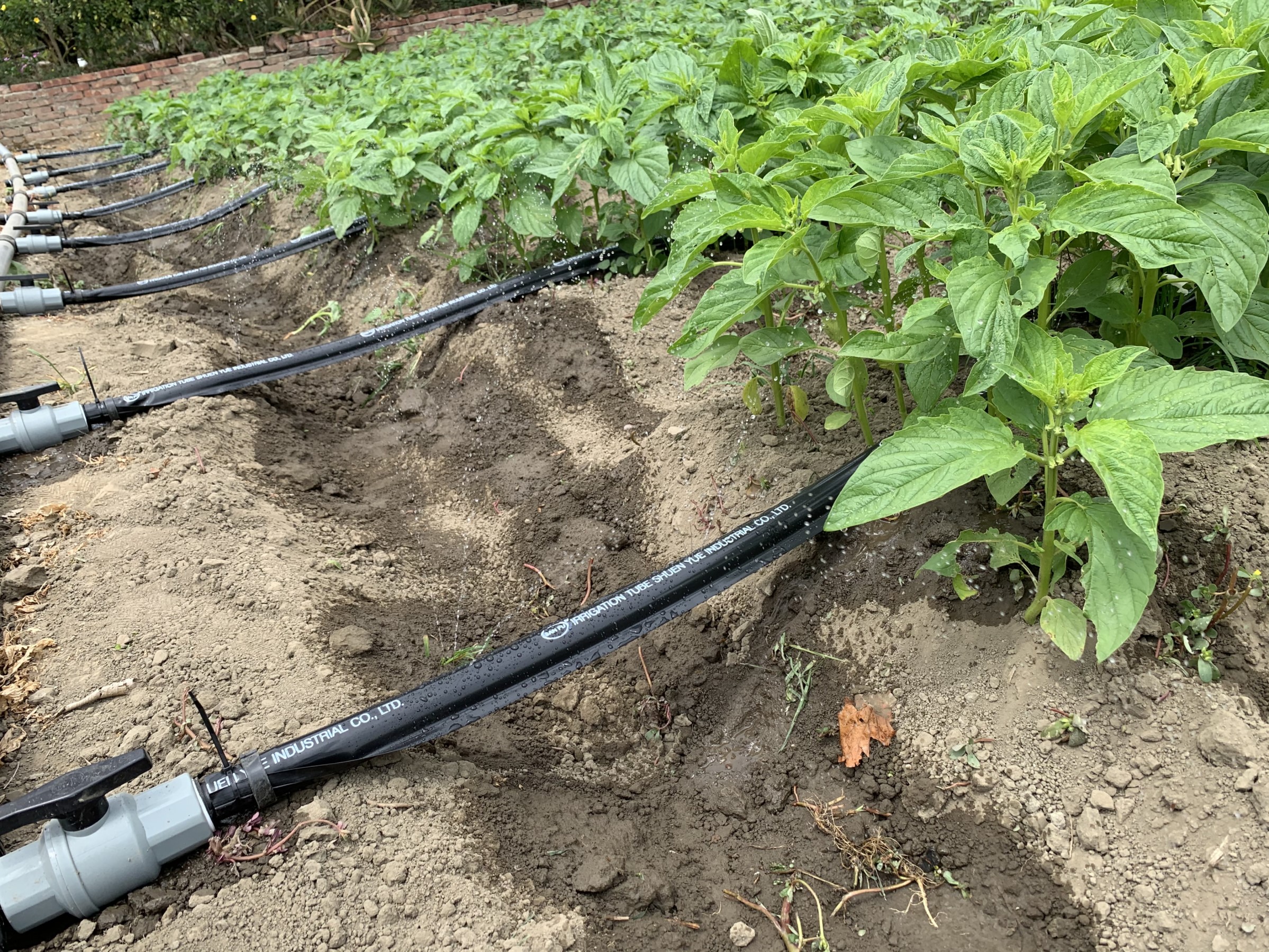 穿孔管灌溉系統以微噴方式將水分灌溉於植株根系周圍 穿孔管灌溉系統以微噴方式將水分灌溉於植株根系周圍
