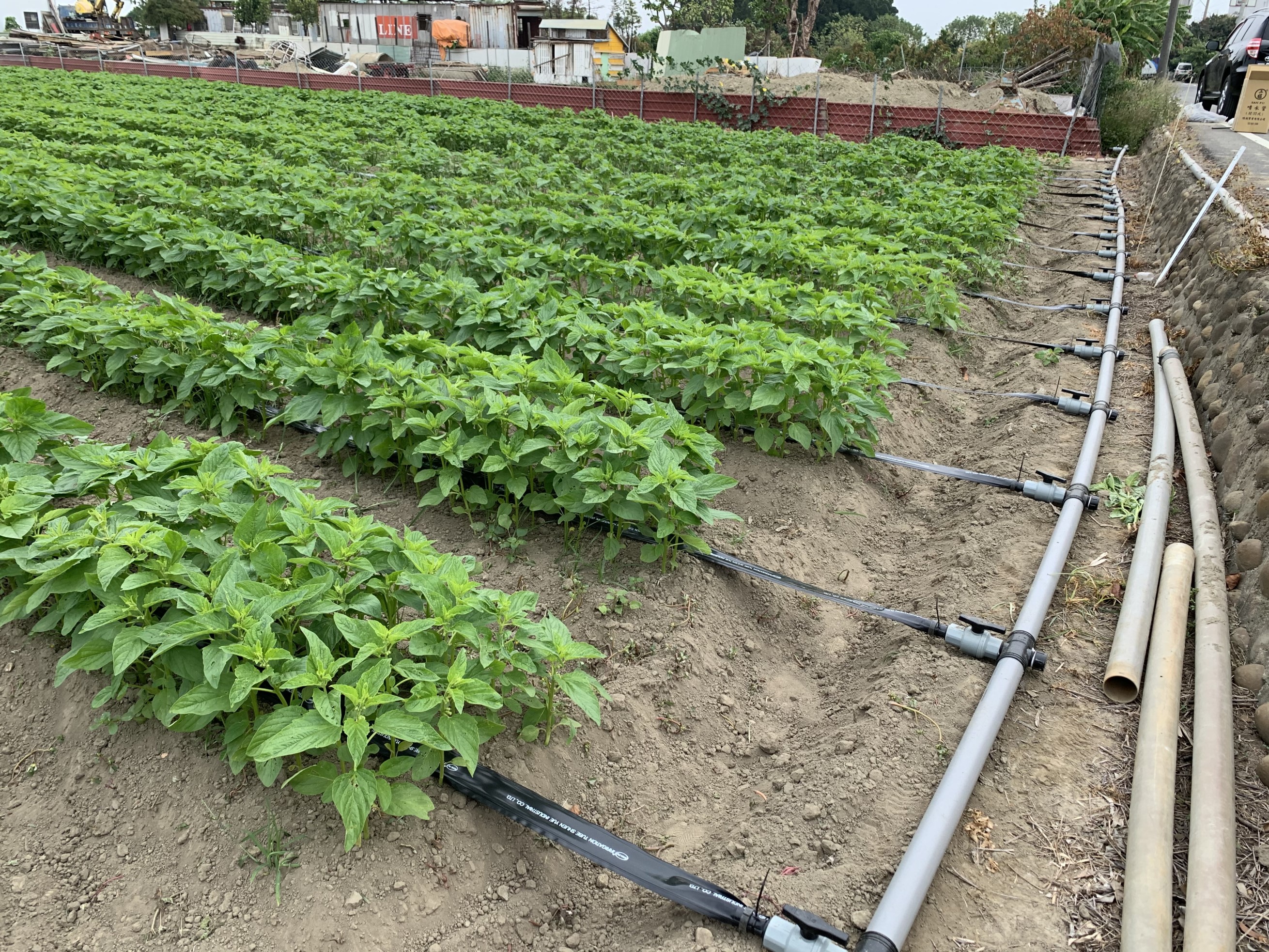 胡麻田區以穿孔管灌溉系統進行灌溉 胡麻田區以穿孔管灌溉系統進行灌溉