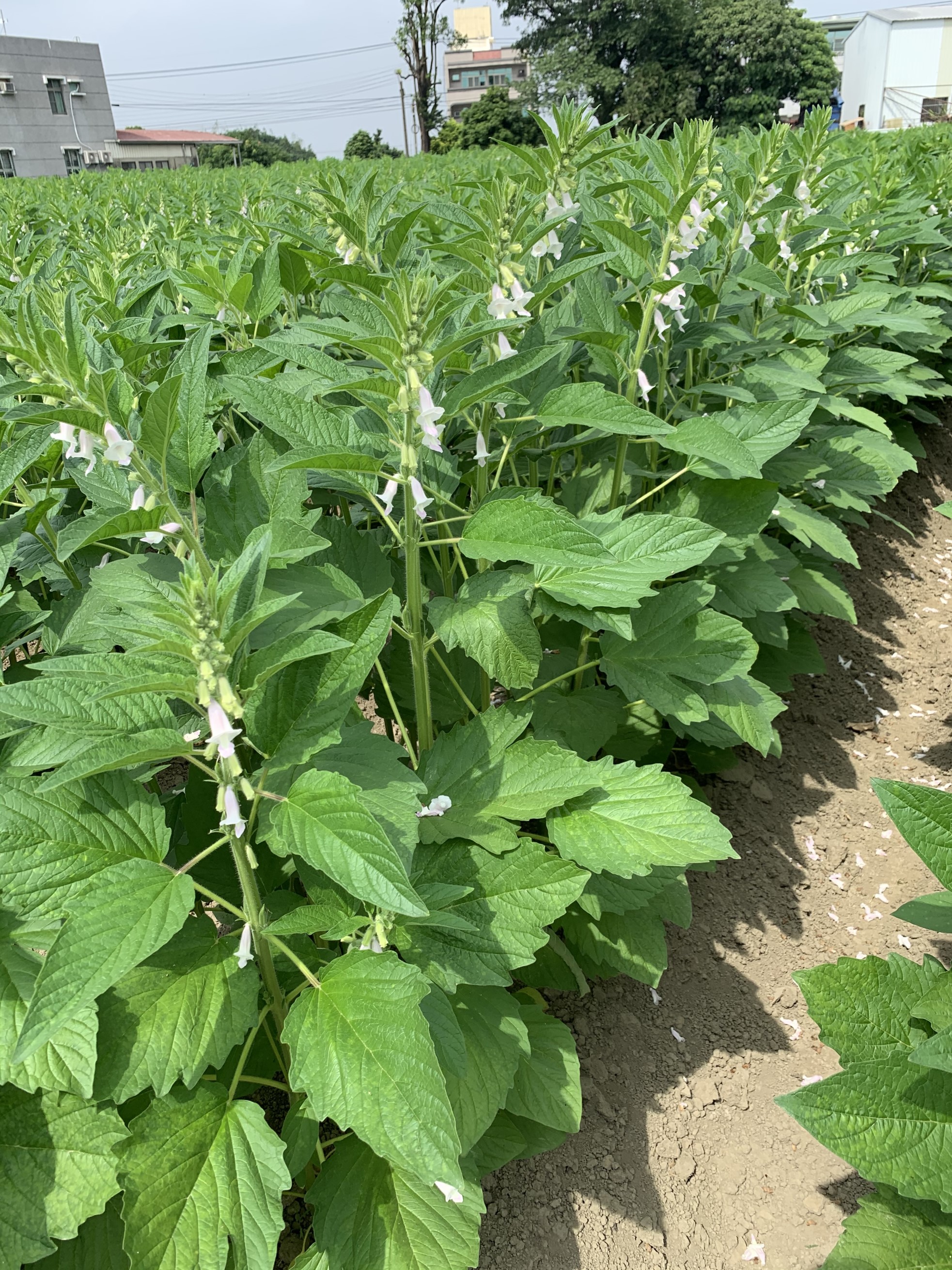 胡麻開花期為關鍵需水灌溉時間點 胡麻開花期為關鍵需水灌溉時間點