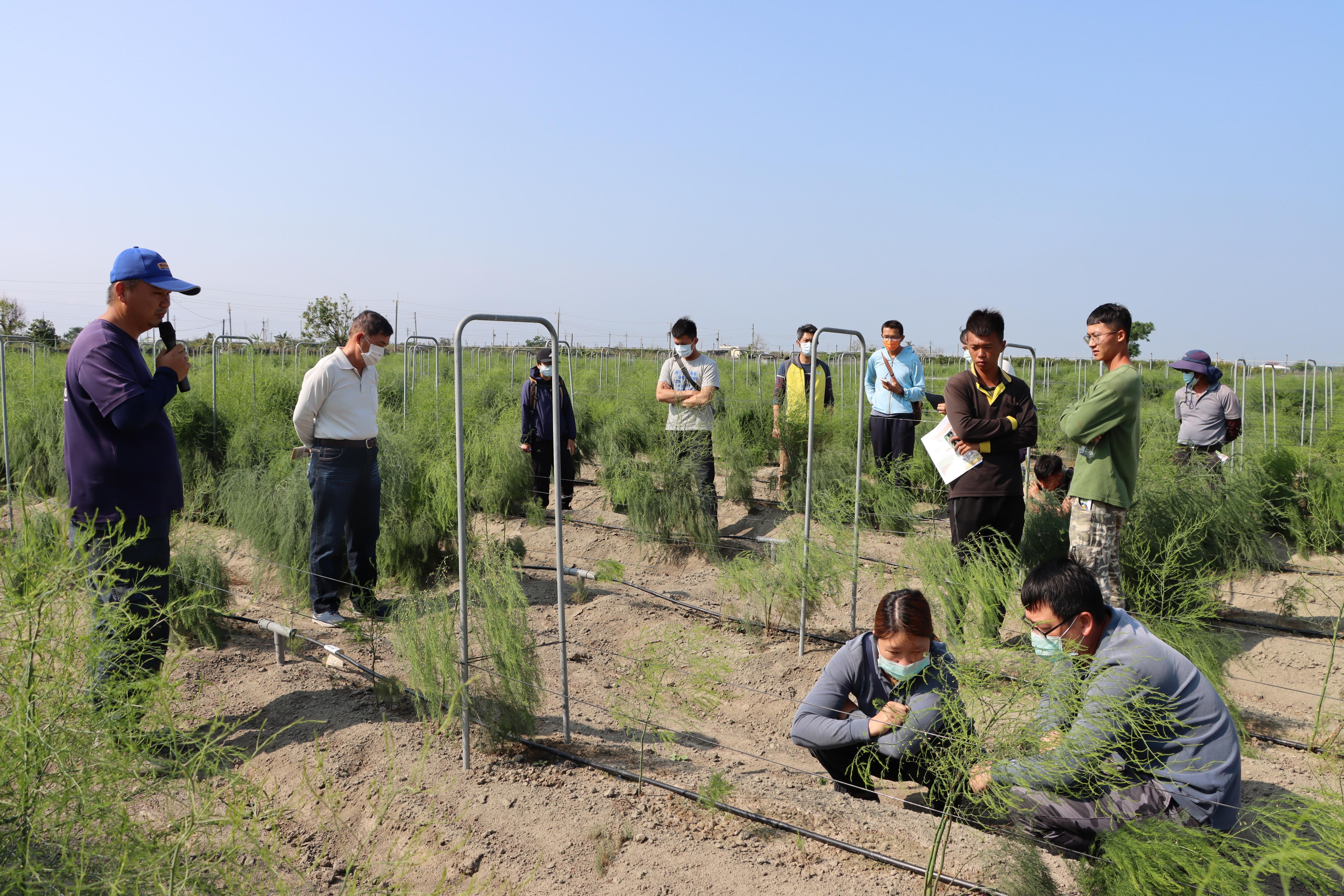 示範場域黃志偉農友於田區實地介紹滴灌應用方式