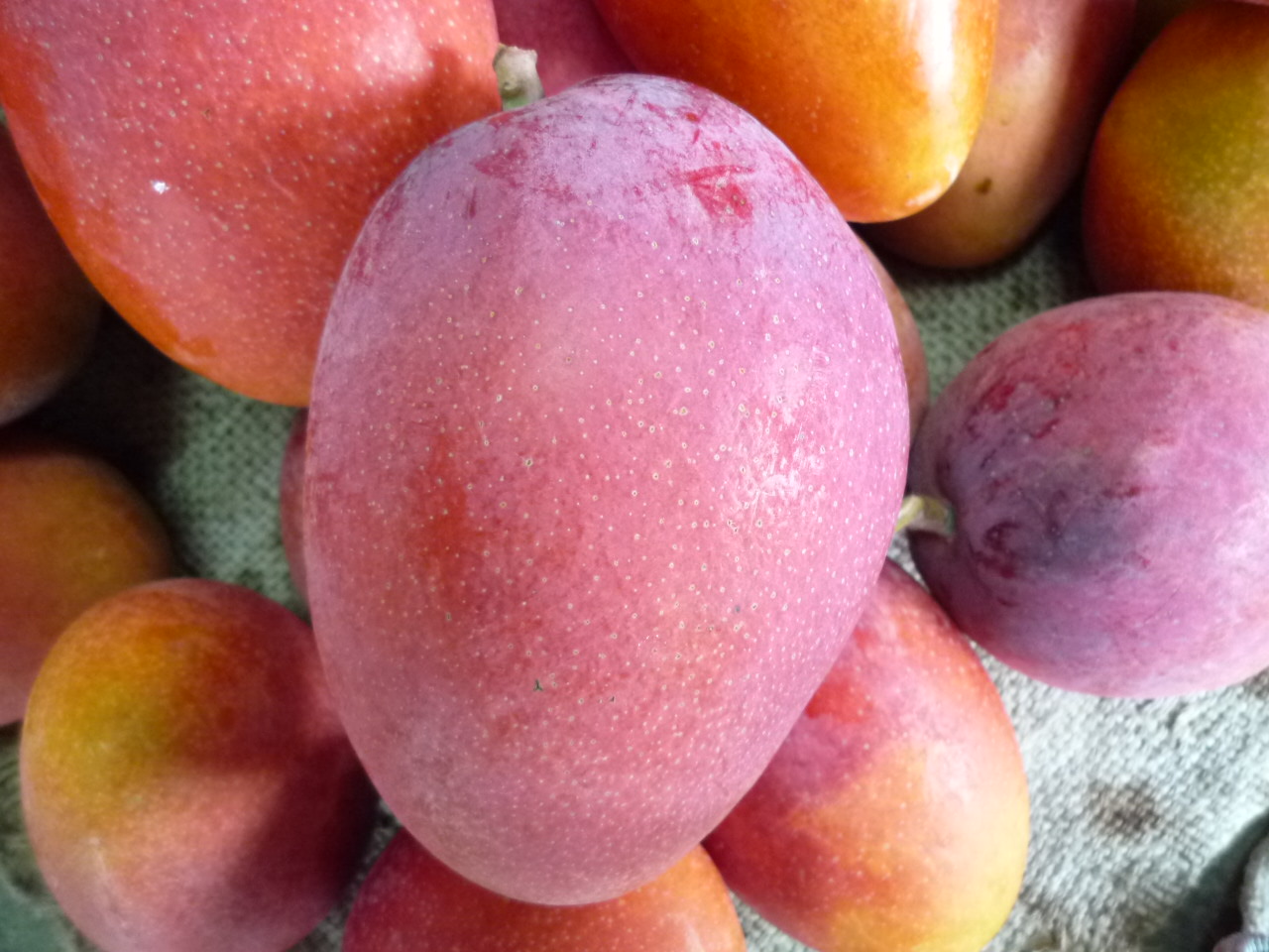 芒果生育時期光照充足，色澤漂亮