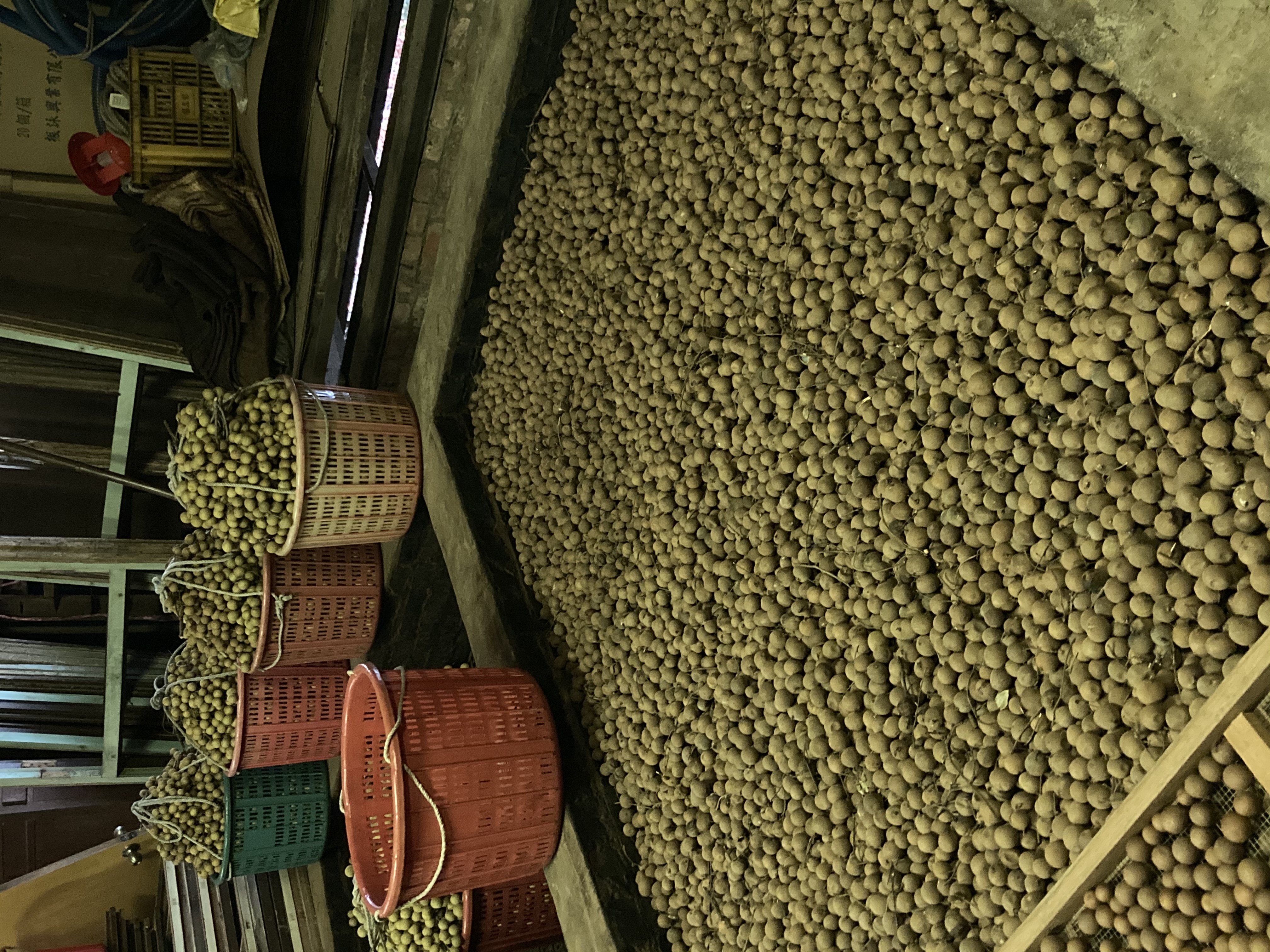 龍眼乾的製作過程