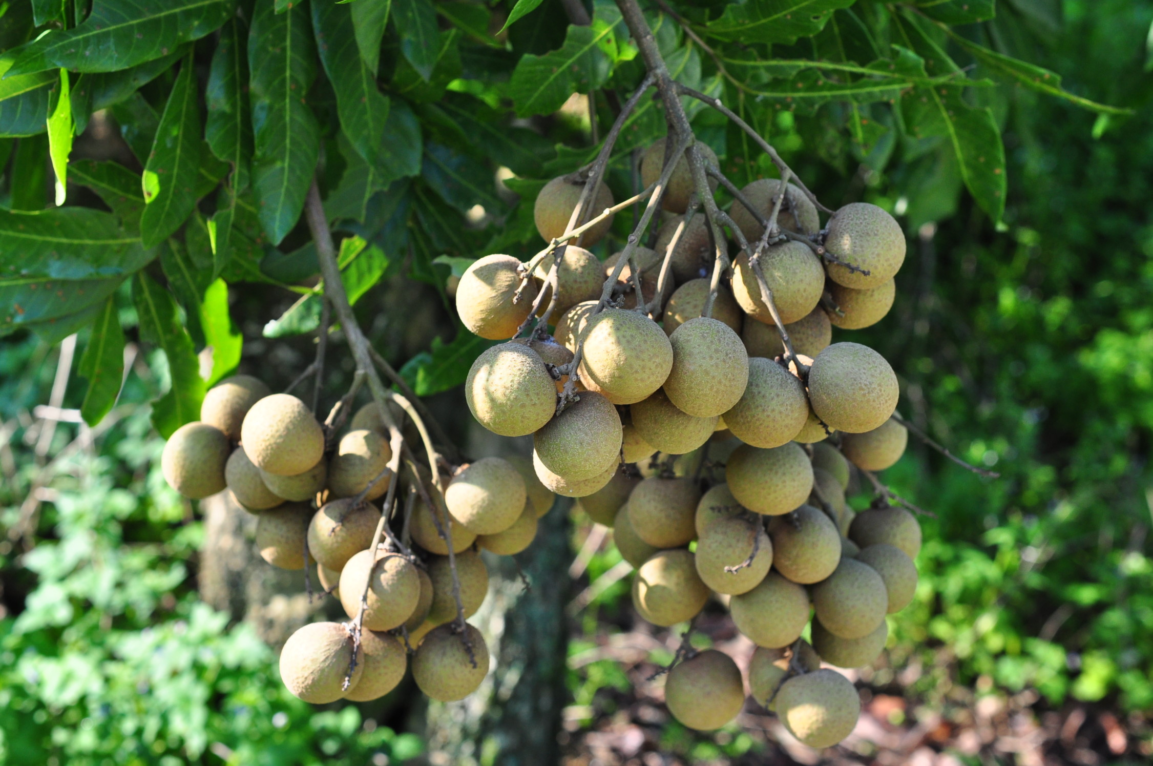 結實纍纍、香Q甜蜜的龍眼!