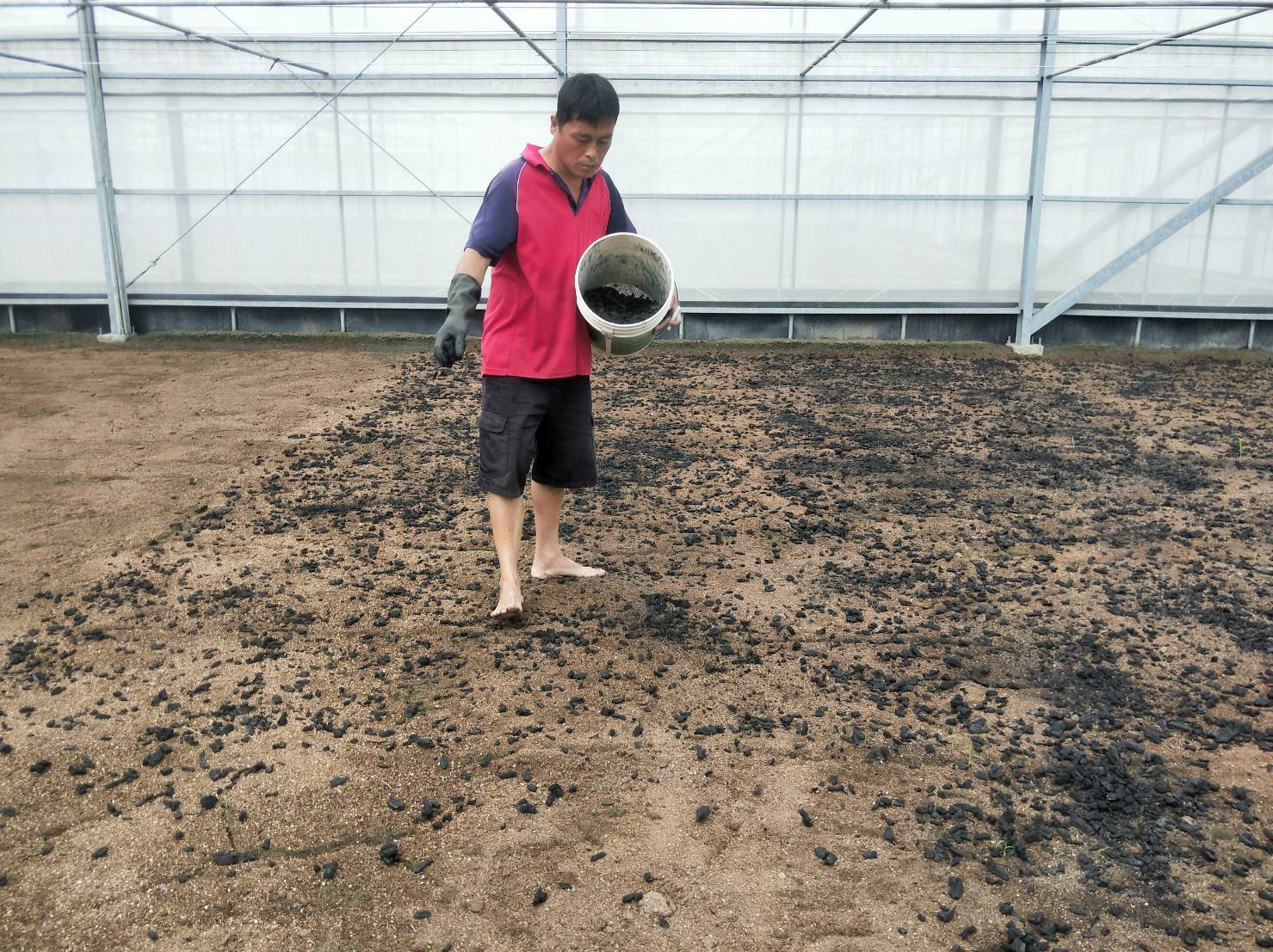 基肥施用生物炭