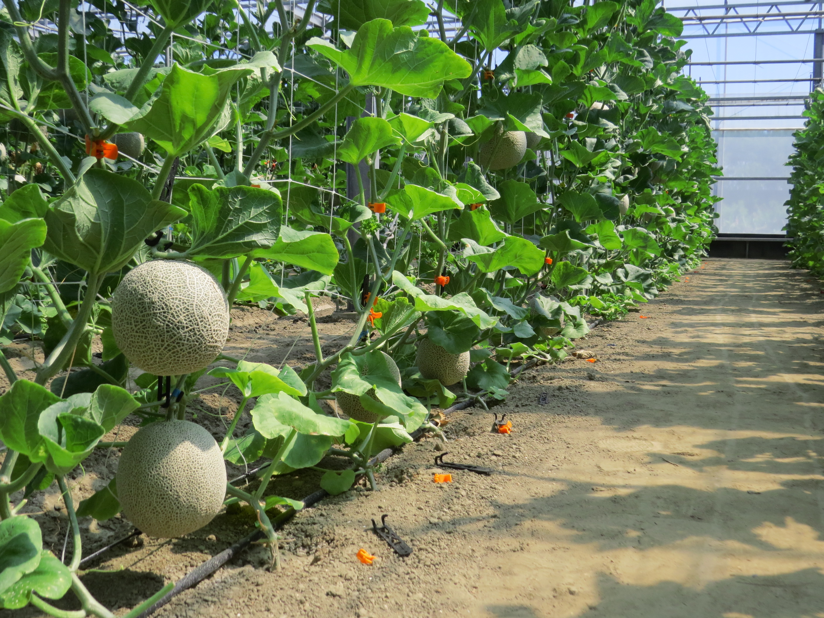 滴灌供水肥水利用效率高，果實大又美