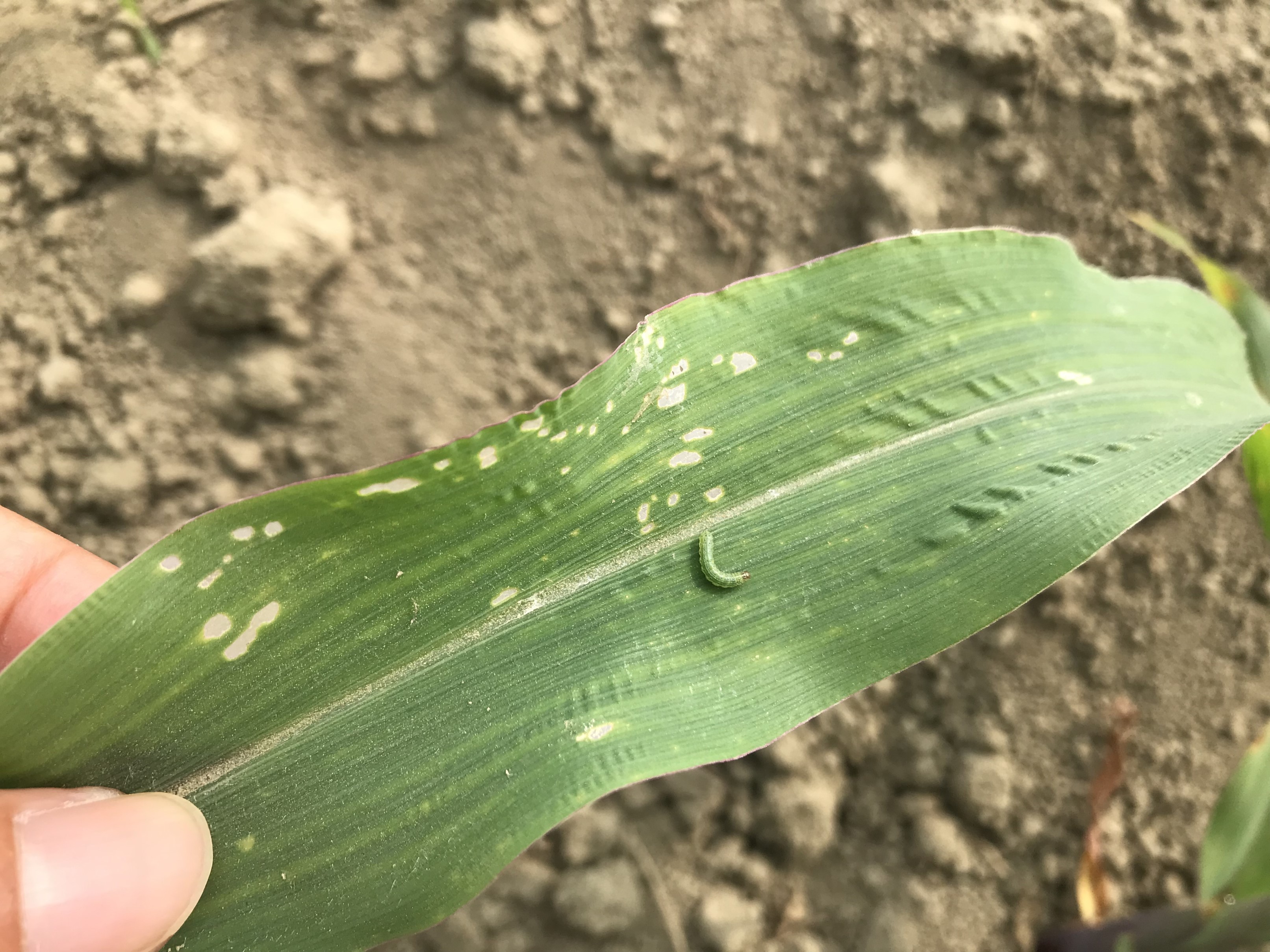 幼蟲危害玉米之初期徵狀 幼蟲危害玉米之初期徵狀