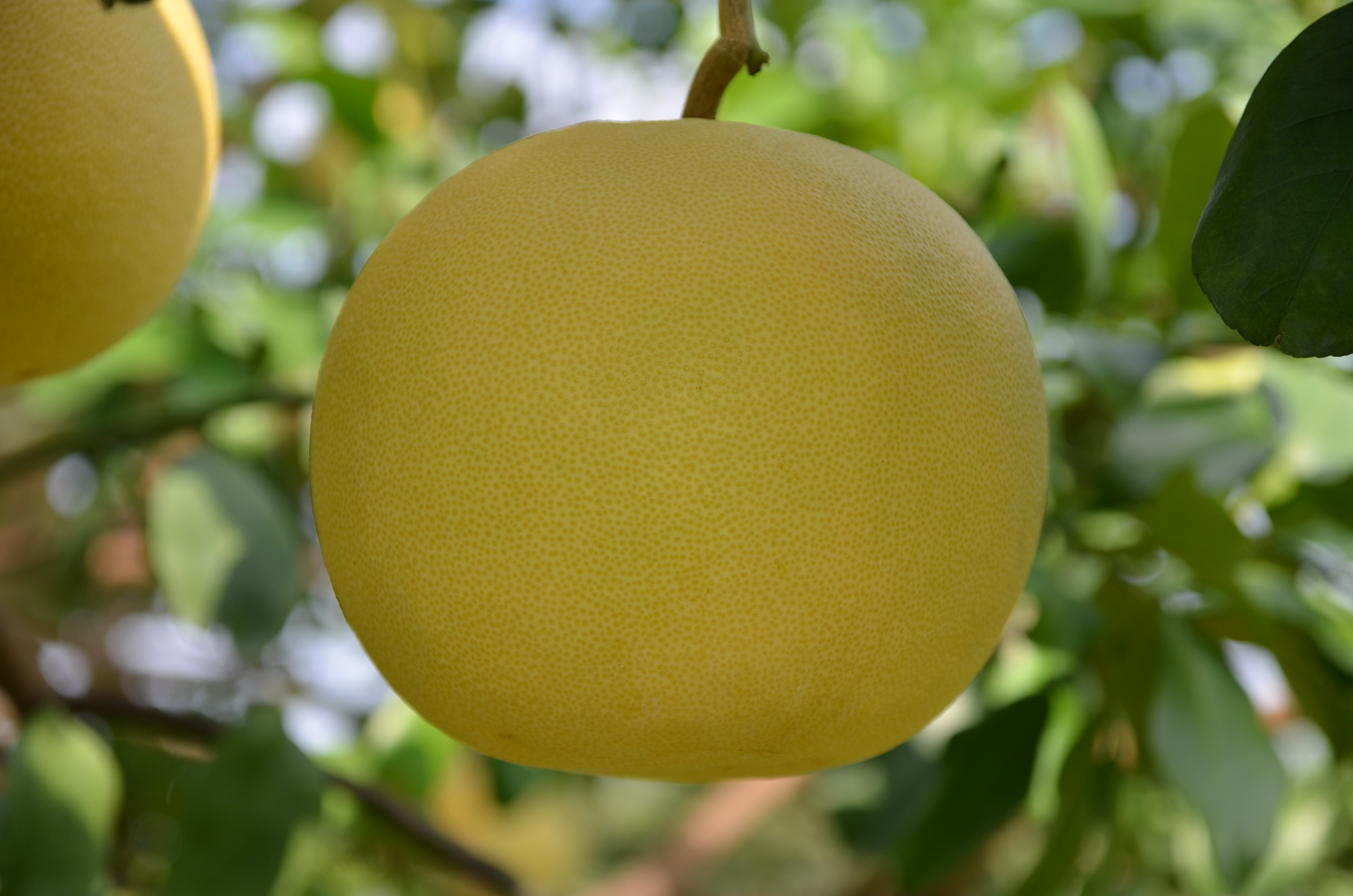 大白柚果實重量約1~2公斤左右