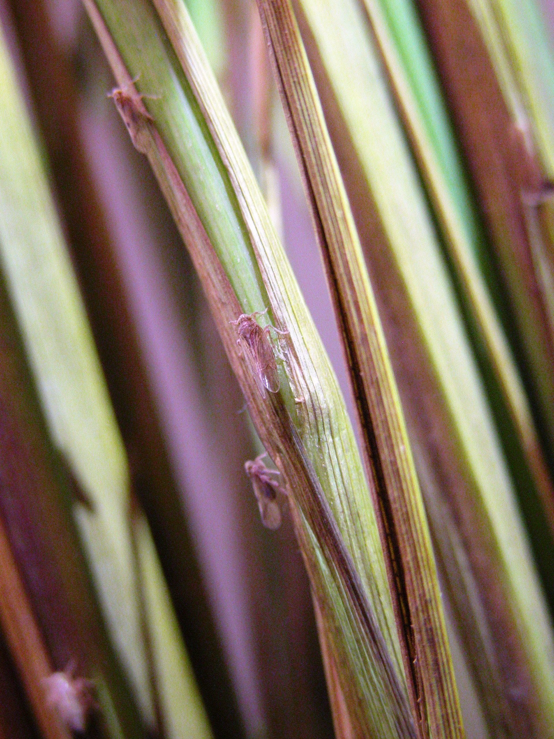 褐飛蝨有翅型成蟲，前胸背板與中胸小盾片褐色，體長介於3~5mm
