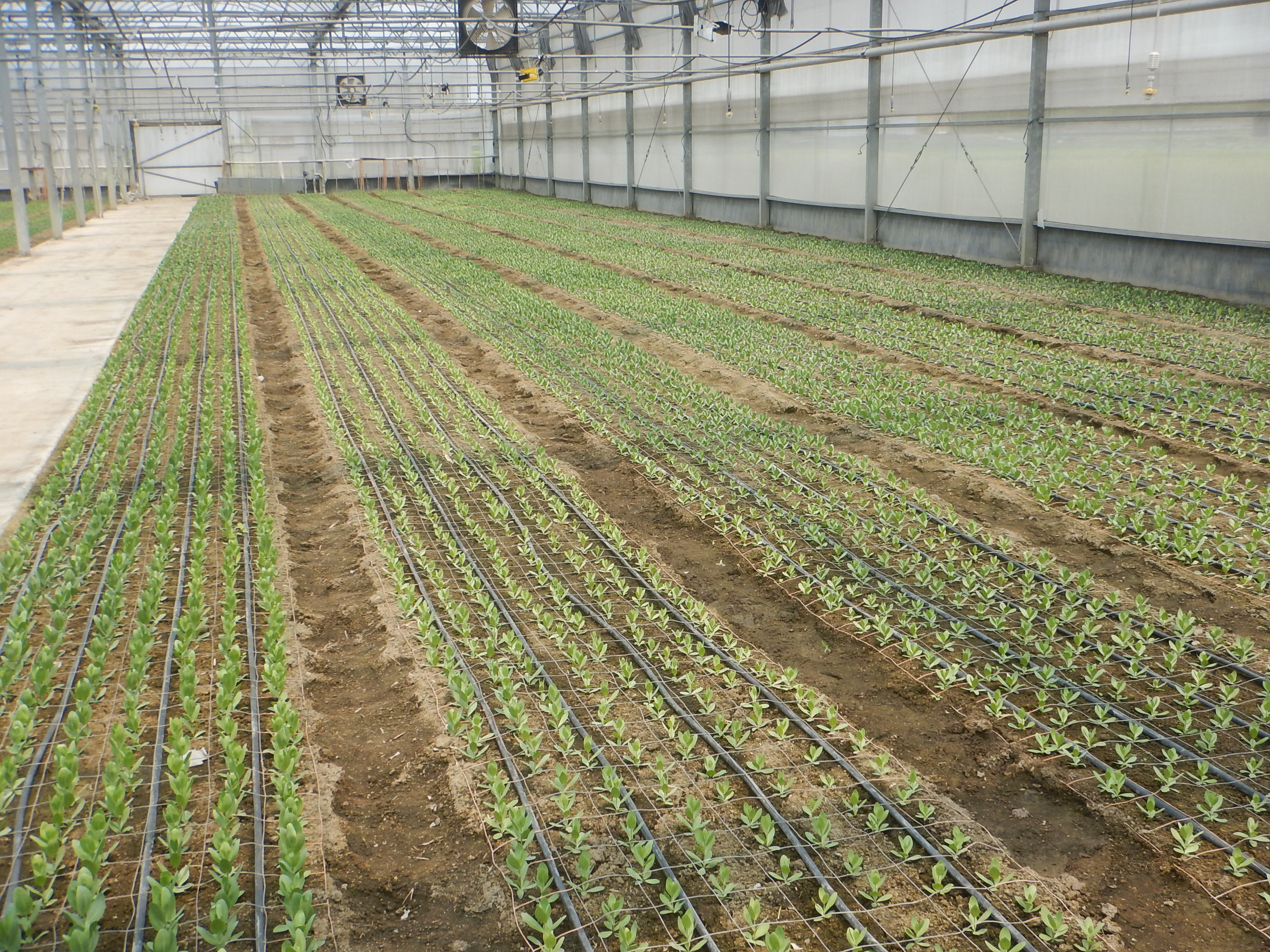 虎尾洋桔梗花農採用全滴灌方式栽培，不僅節省用水且生長勢一致品質良好穩定