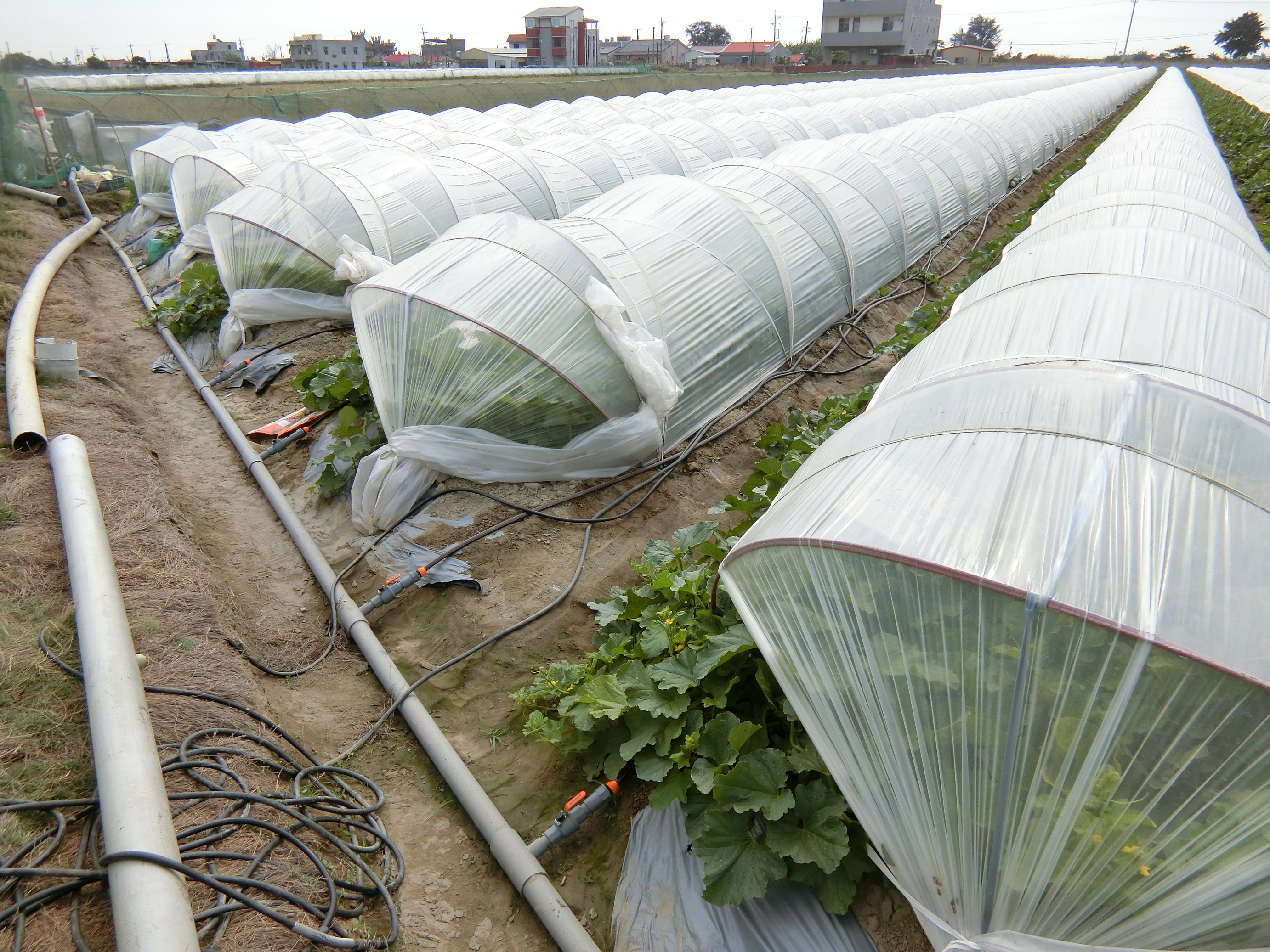 簡易節水灌溉管路