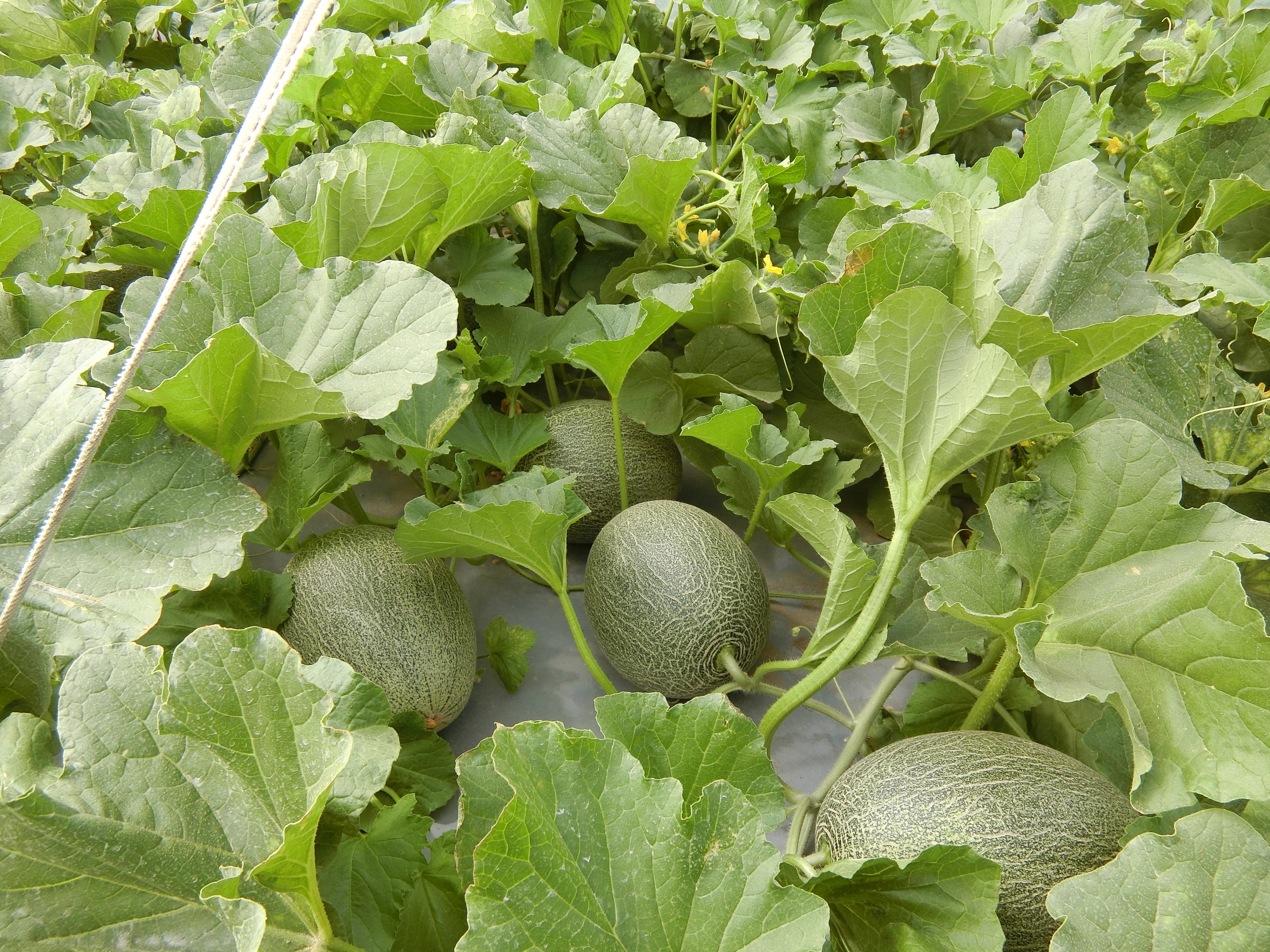 隧道棚內果實正形成網紋