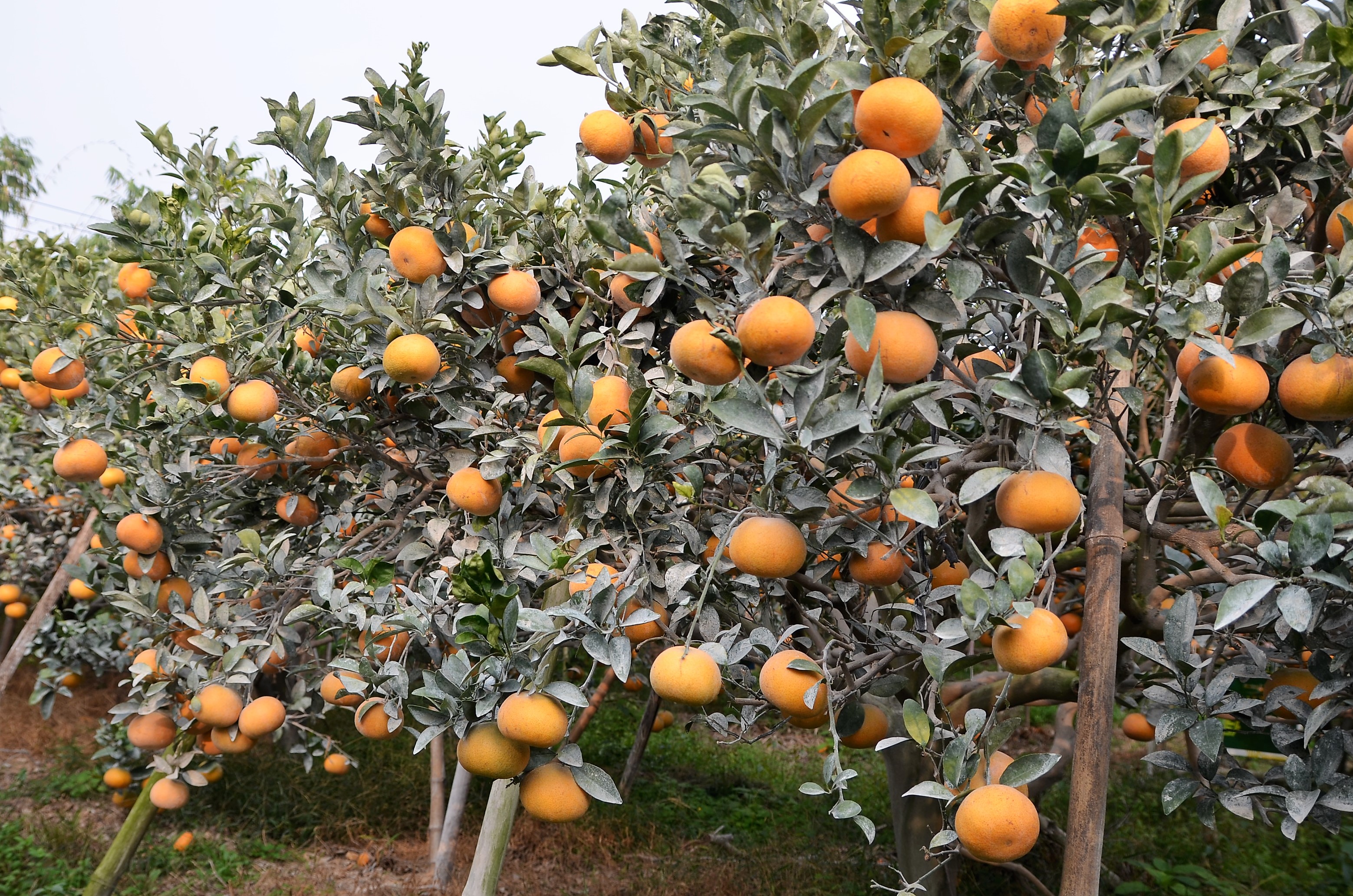 結實纍纍的茂谷柑植株