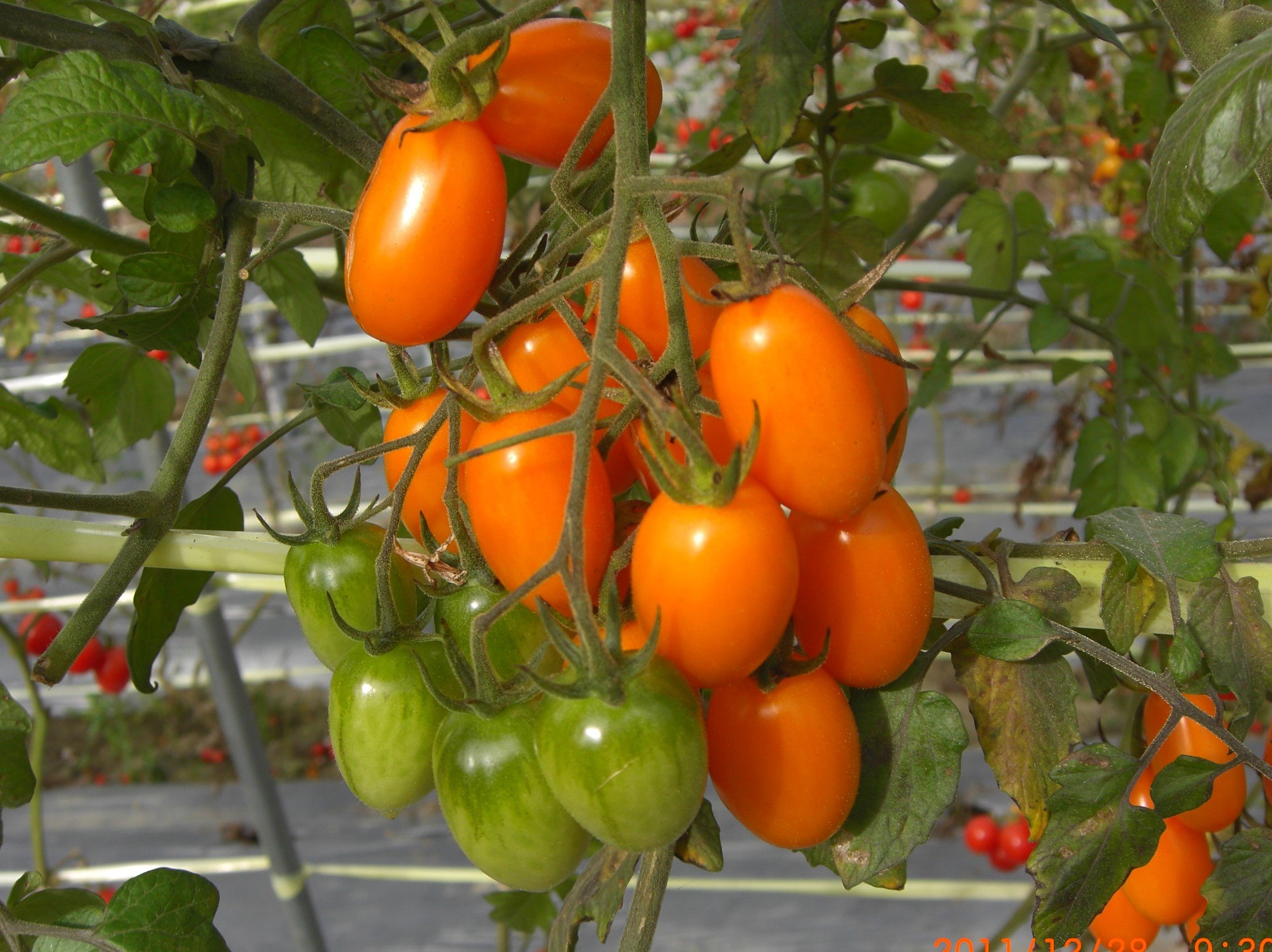 在健康風潮引領下,黃色,橙色番茄在臺灣已佔有一席之地