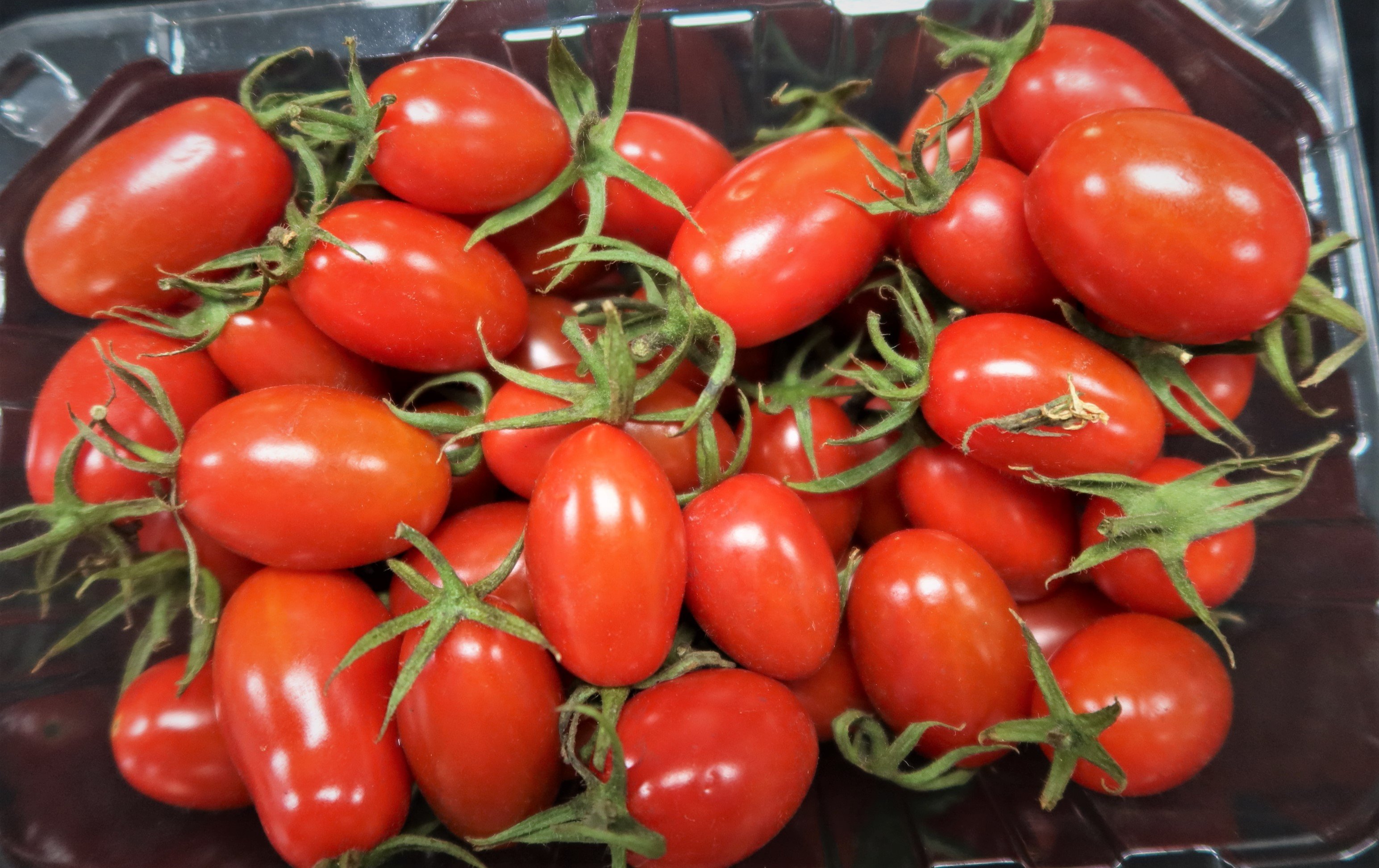 小果番茄整盒以塑膠袋包覆後放置冰箱2周後取出,果實外型飽滿,顏色亮麗