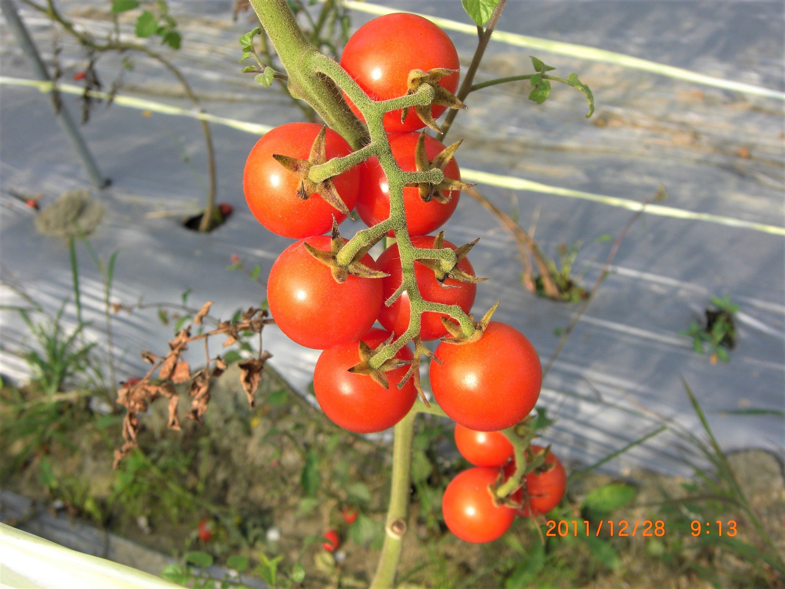 歐美地區偏好圓球形,橢圓形小果番茄,搭配沙拉或擺盤裝飾玉女-1