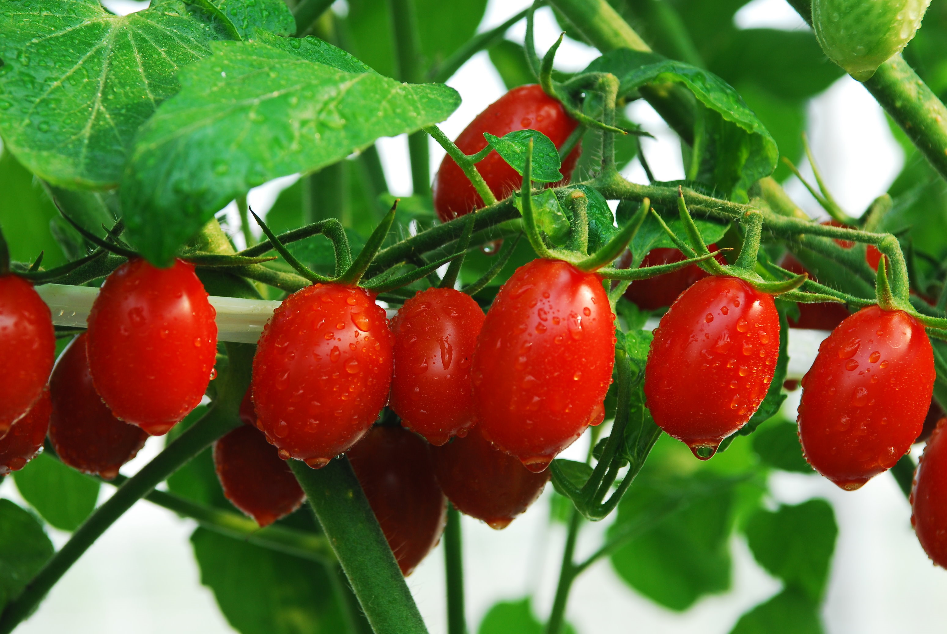 臺灣消費者偏愛聖女型小果番茄,即果實長橢圓形,果色鮮紅的小果番茄類型,當做水果食用好方便