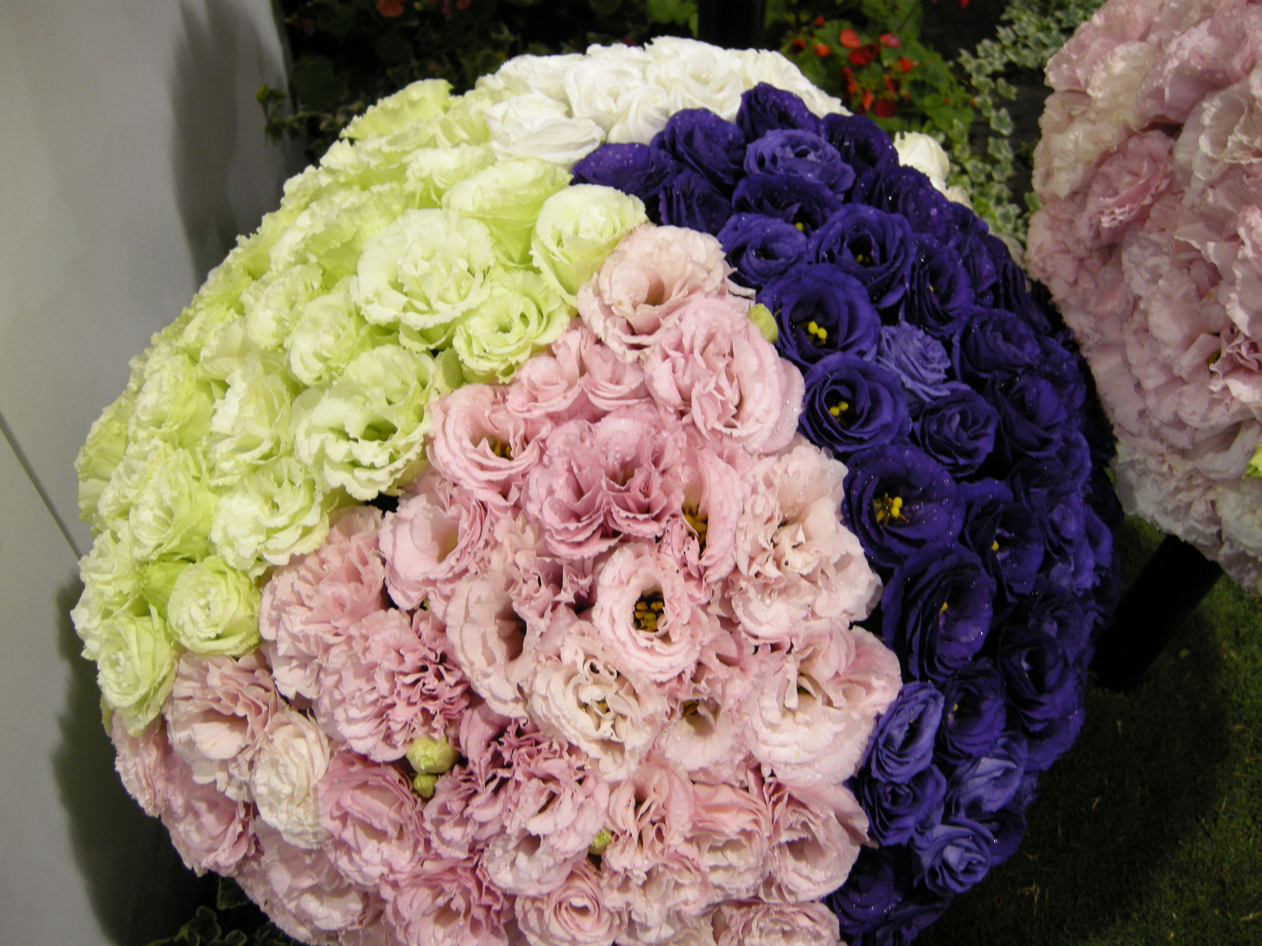 外型類似玫瑰的洋桔梗，是情人節的最佳代言