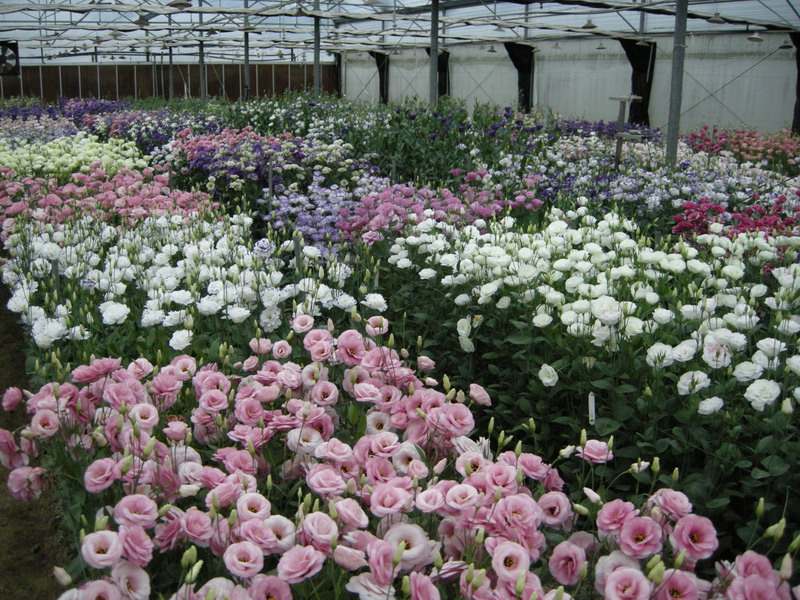 臺南農改場的洋桔梗試驗場地，呈現出花色的多樣性