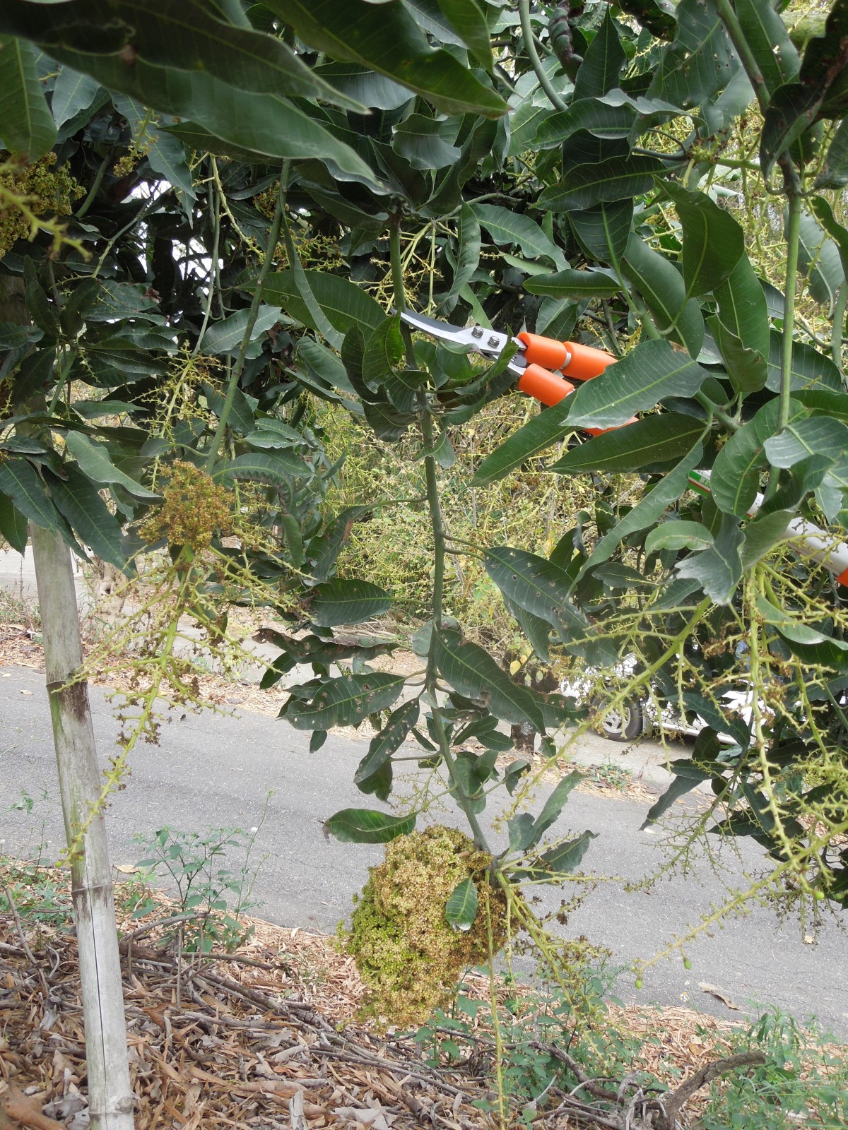 罹病花穗由病徵處往上修剪45-60公分 罹病花穗由病徵處往上修剪45-60公分