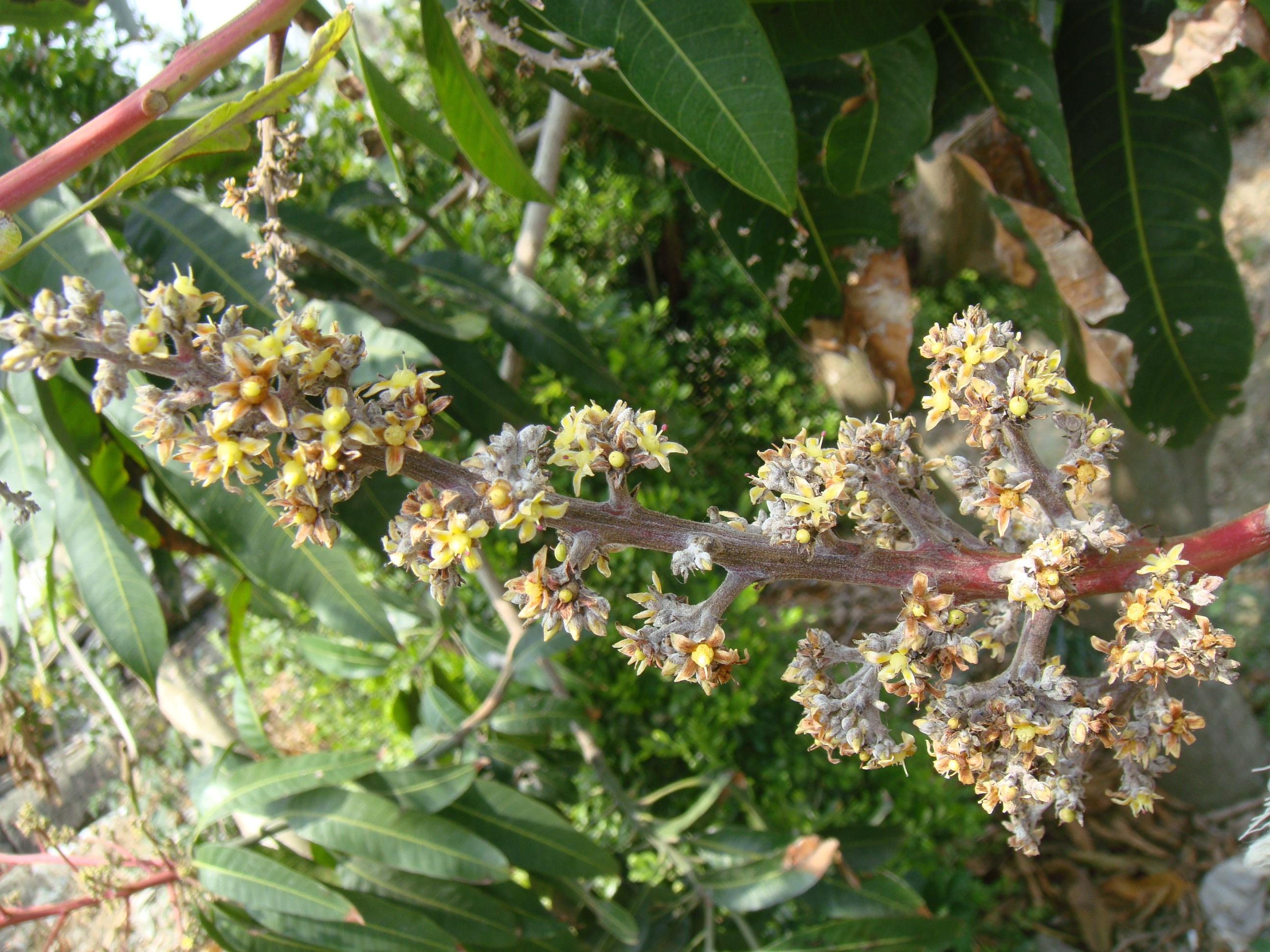 芒果白粉病花穗病癥 芒果白粉病花穗病癥