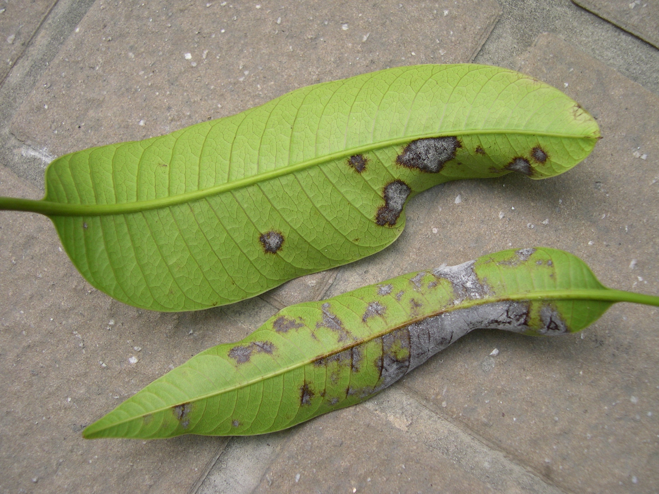 芒果白粉病葉片病癥 芒果白粉病葉片病癥