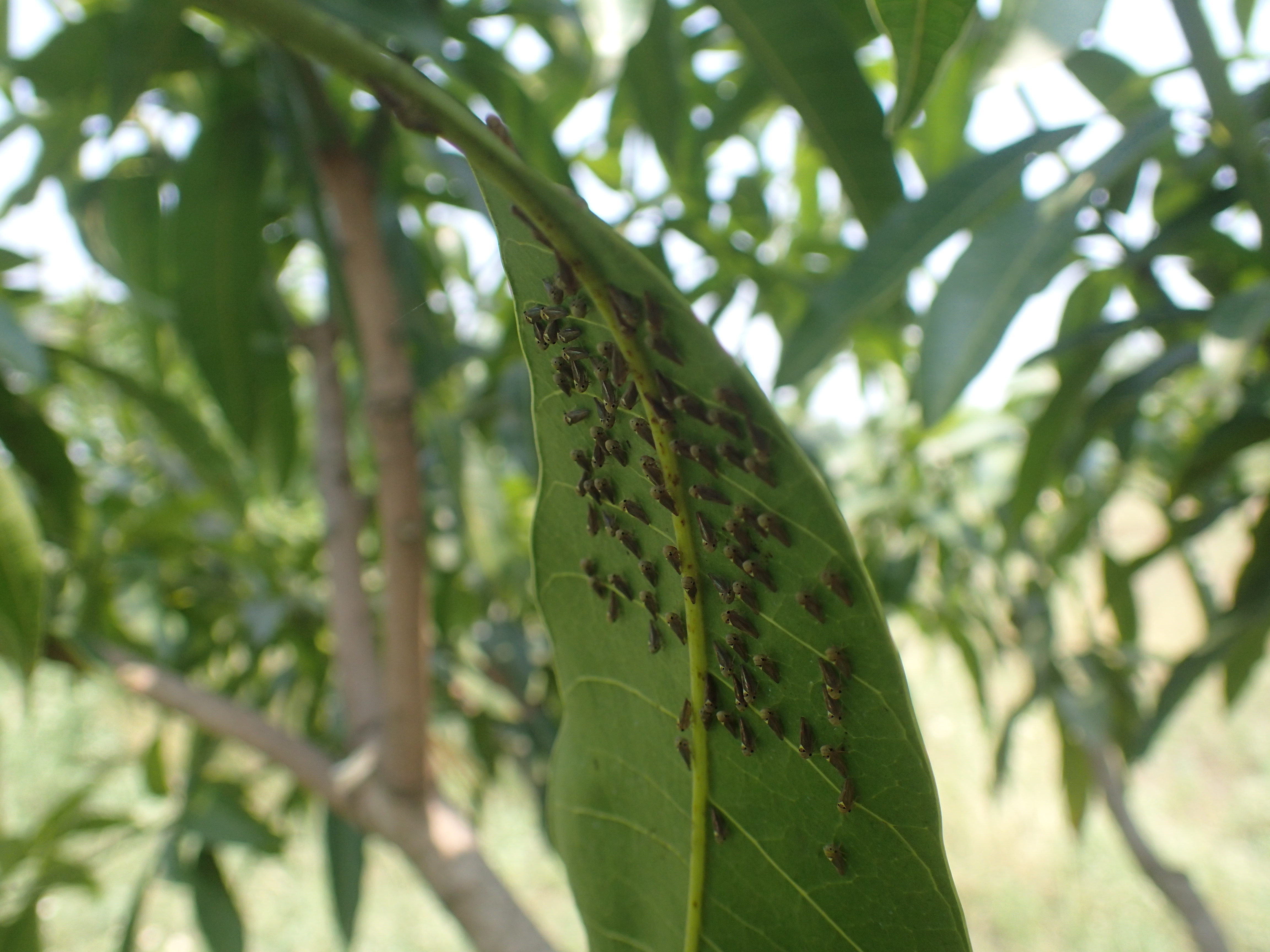 芒果葉蟬聚集於芒果葉背