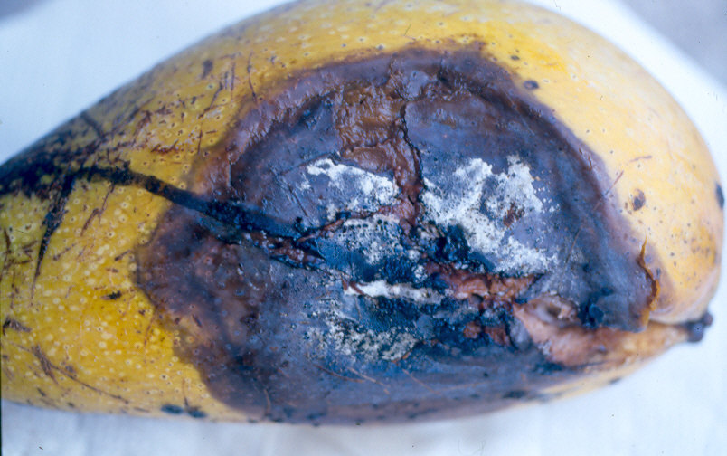 芒果蒂腐病果實病癥 芒果蒂腐病果實病癥