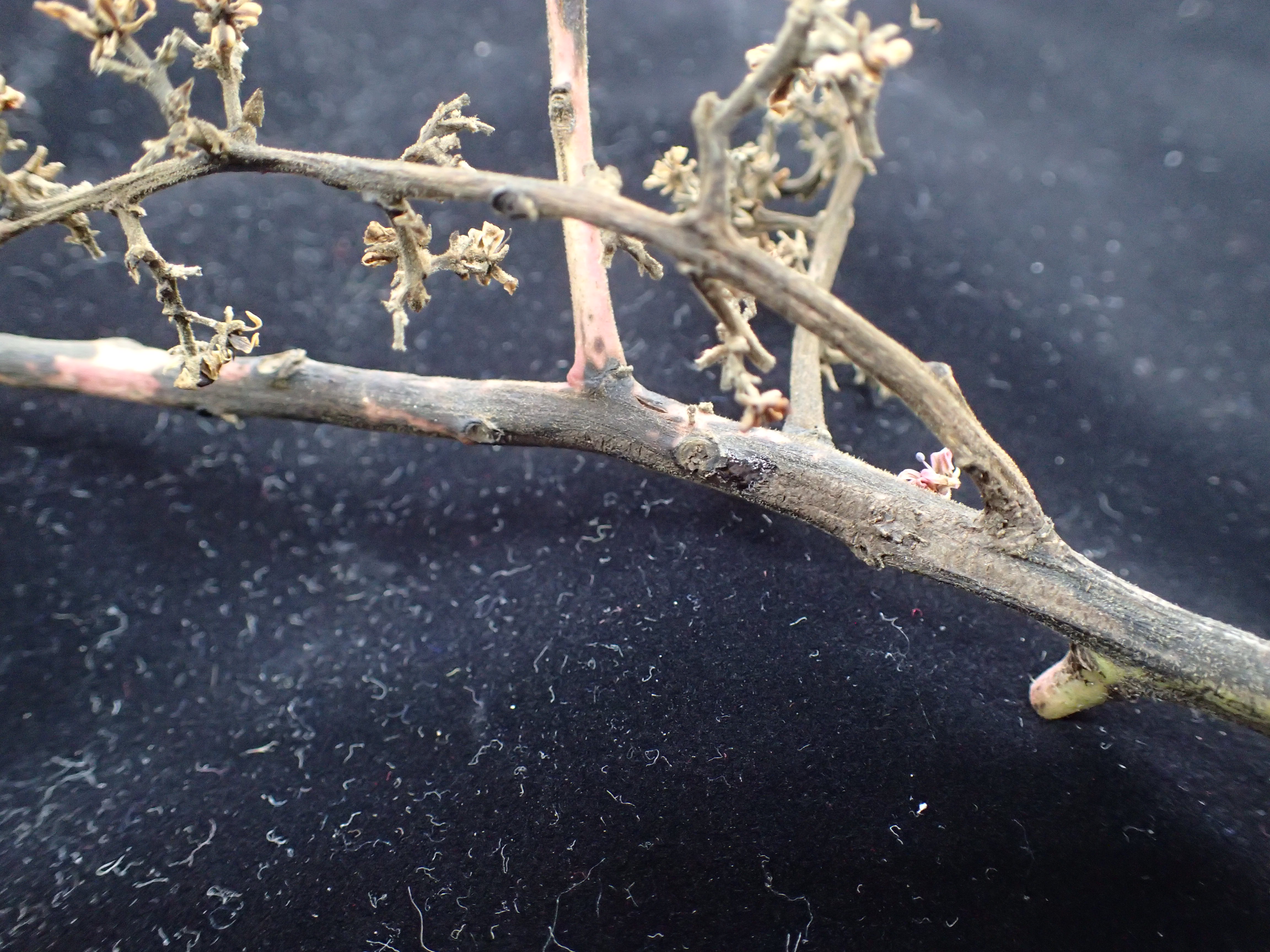 芒果蒂腐病枝條病癥