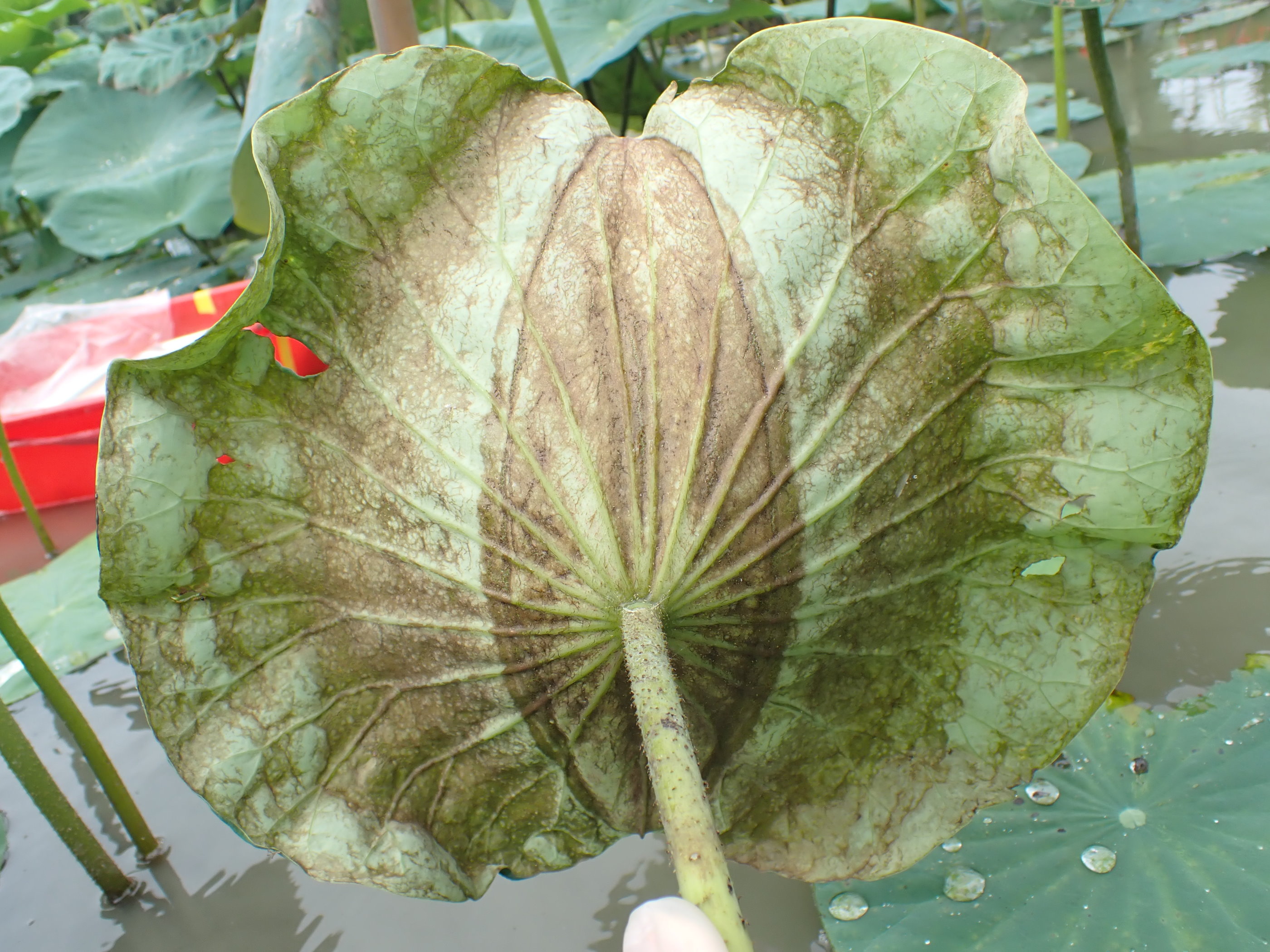 小黃薊馬危害蓮葉後，可於蓮葉葉背看到褐色食痕