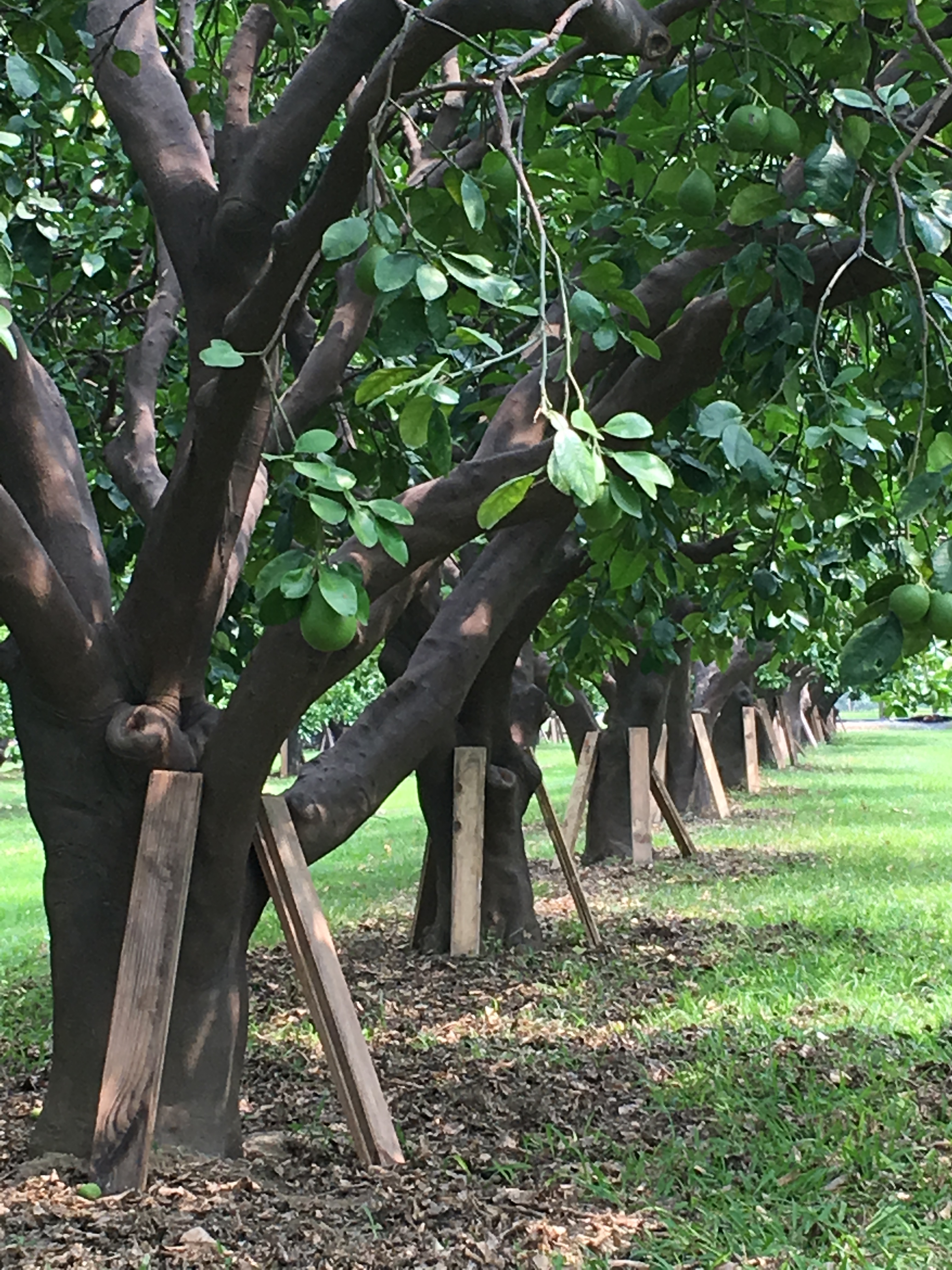 文旦園擺設木板誘引柑橘窄胸天牛雌蟲產卵