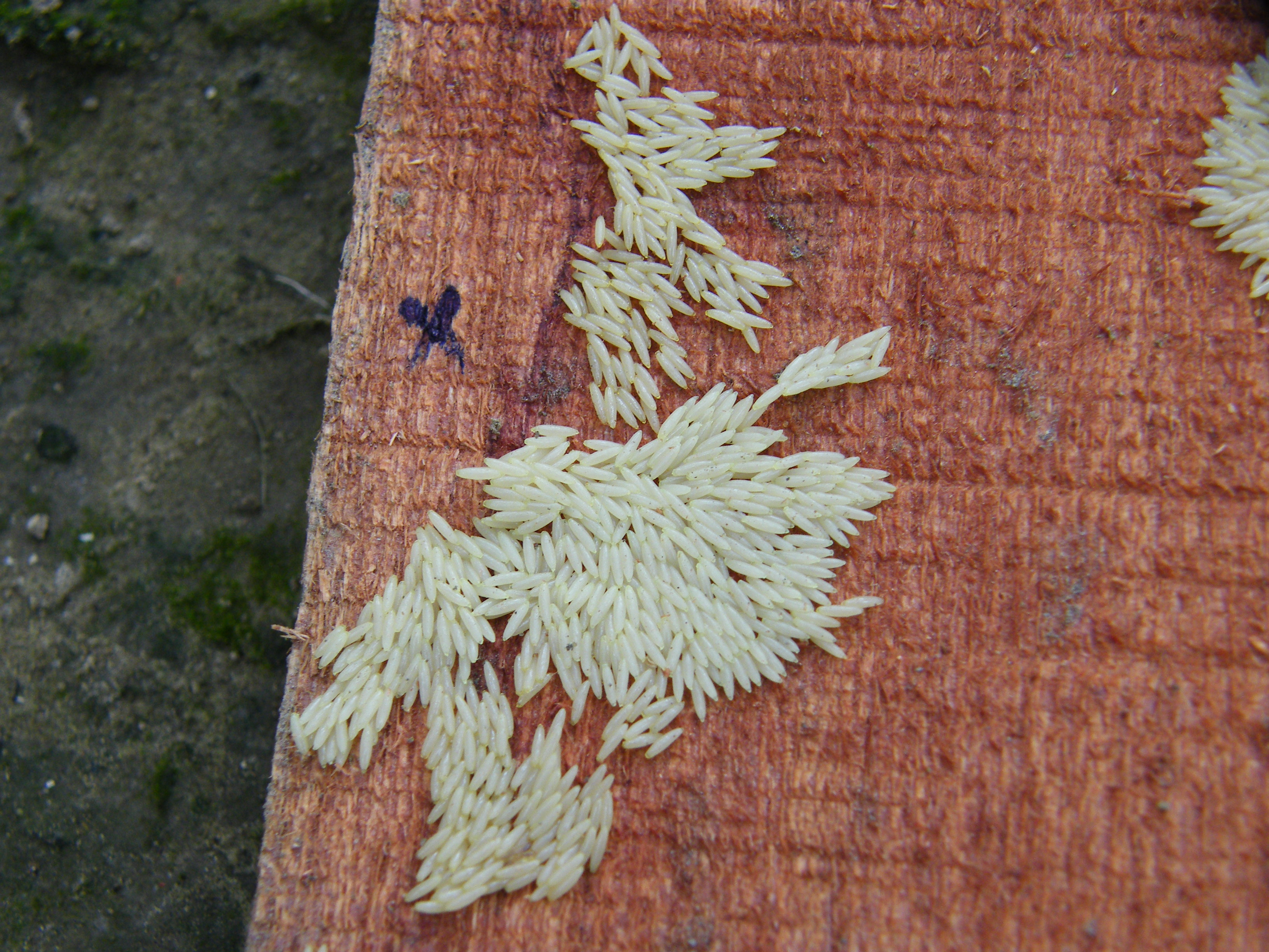 田間木板誘得卵塊情形