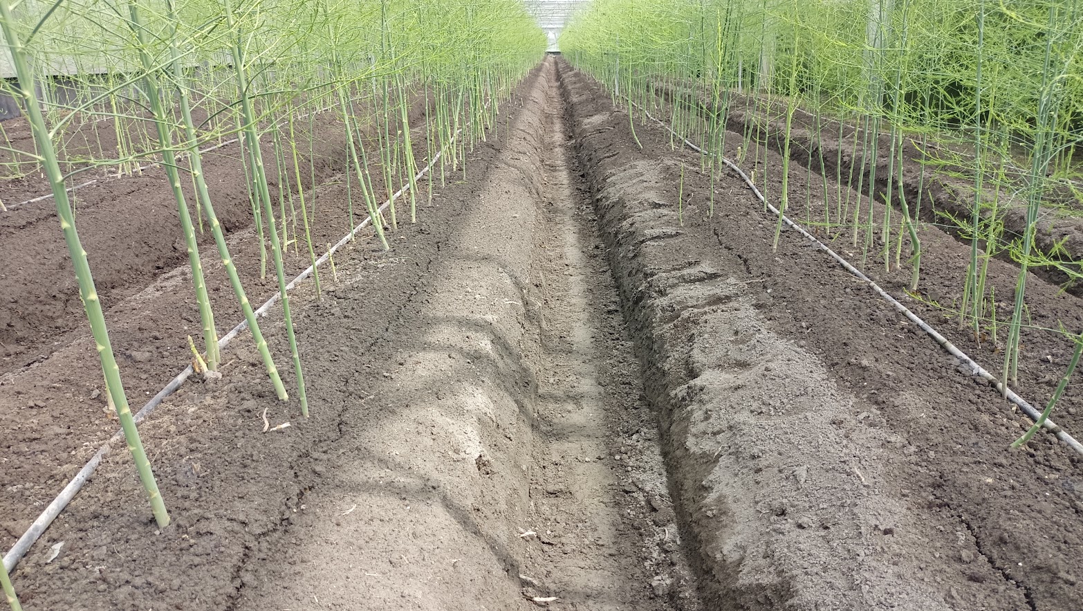 「有信蘆筍園」設施蘆筍應用滴灌給水栽培情形 「有信蘆筍園」設施蘆筍應用滴灌給水栽培情形