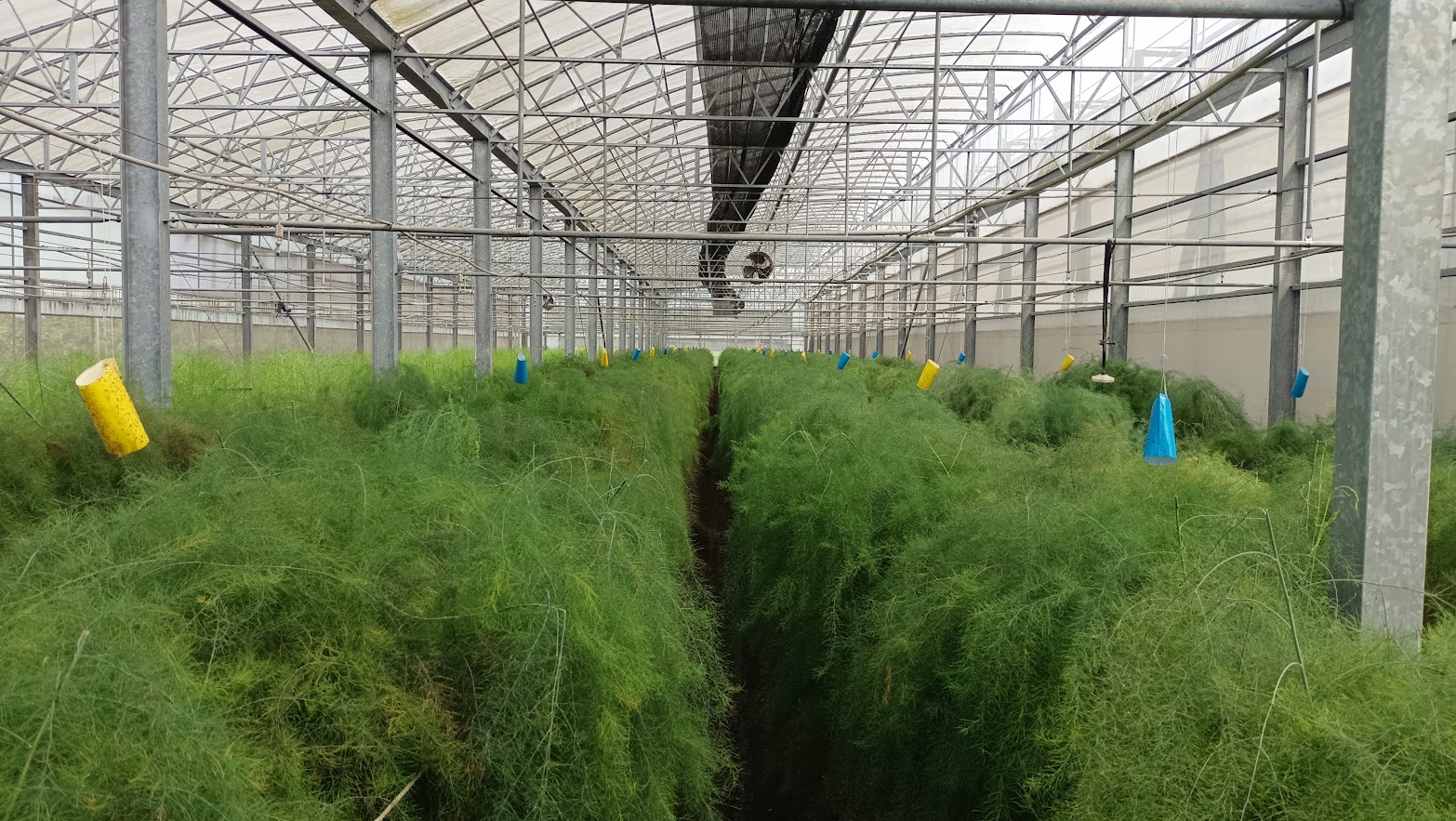 設置黏紙防治小型害蟲 設置黏紙防治小型害蟲