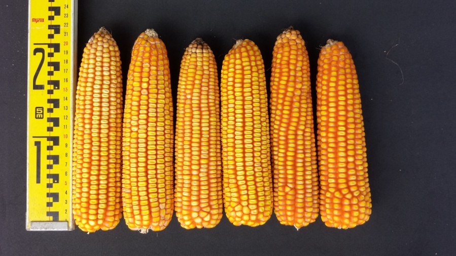 硬質玉米臺南29號果穗