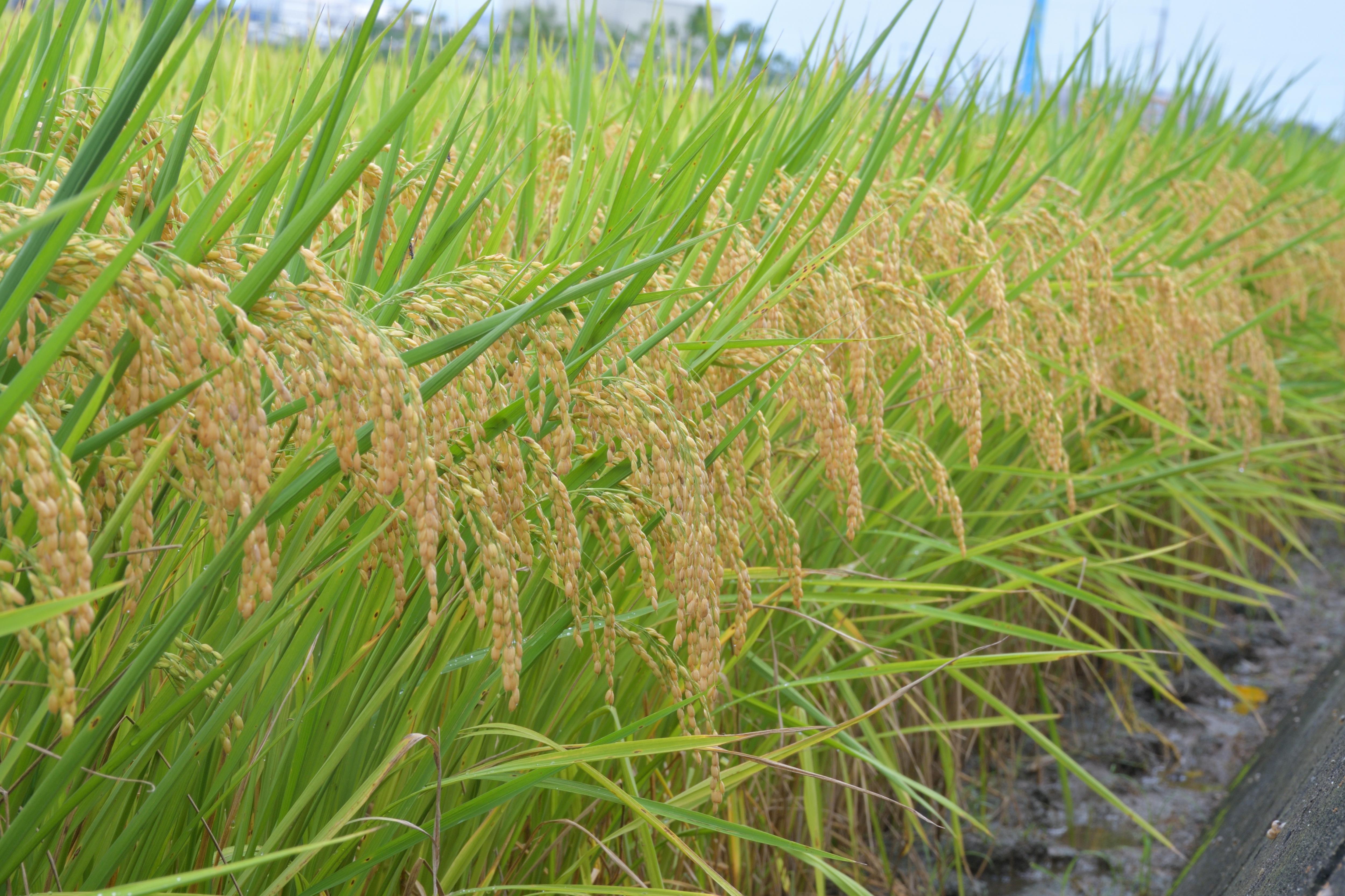 水稻新品種「臺南20號」採用乾濕灌溉栽培技術，稻株挺立壯碩、健康、整齊一致