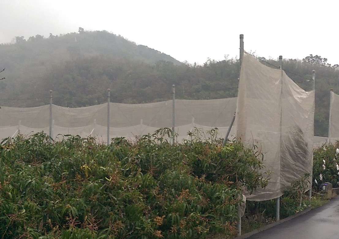 果園迎風面設置防風網防寒