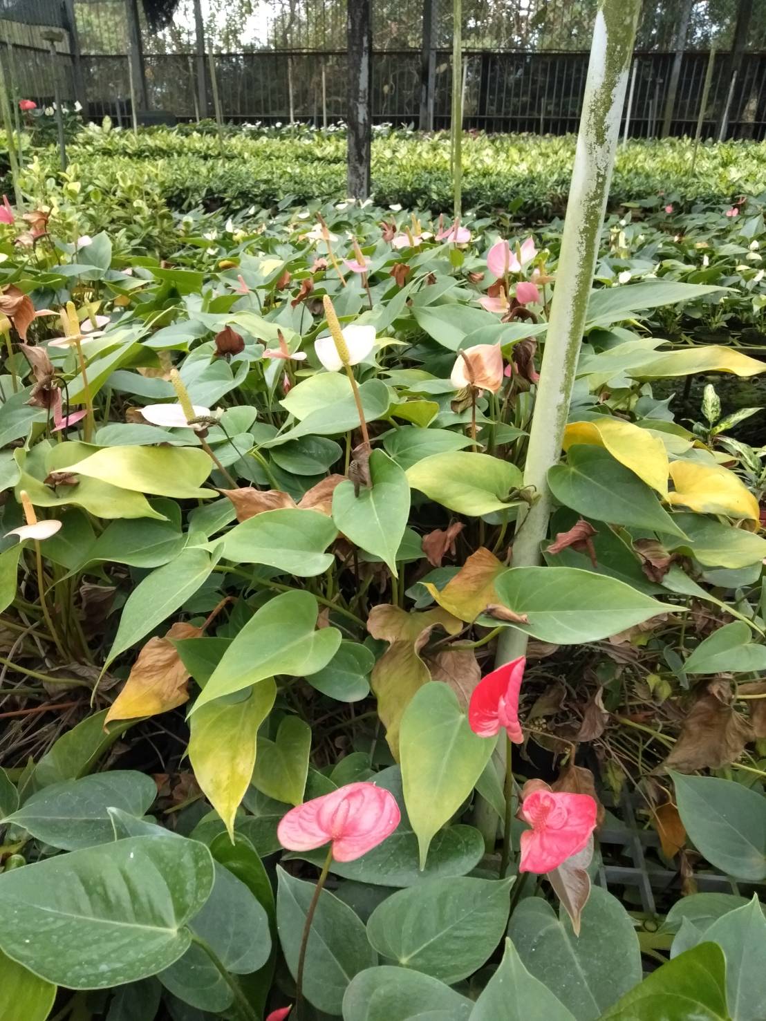 火鶴花寒害導致葉片黃化