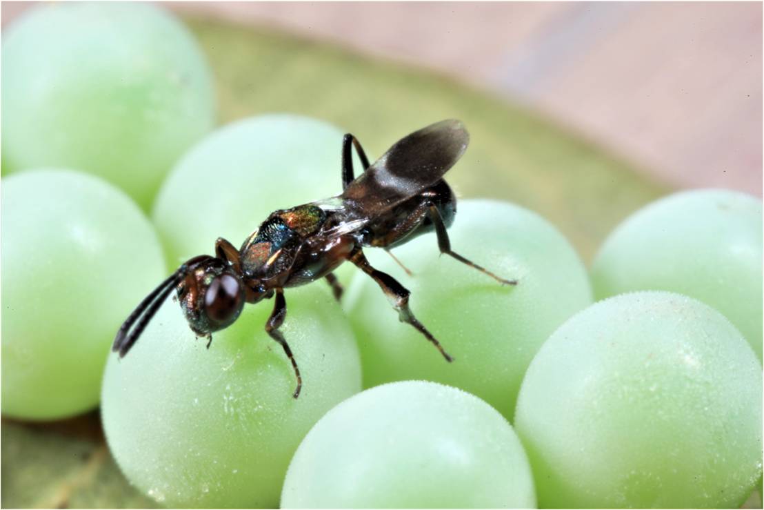 平腹小蜂雌蟲準備產卵於荔枝椿象卵內