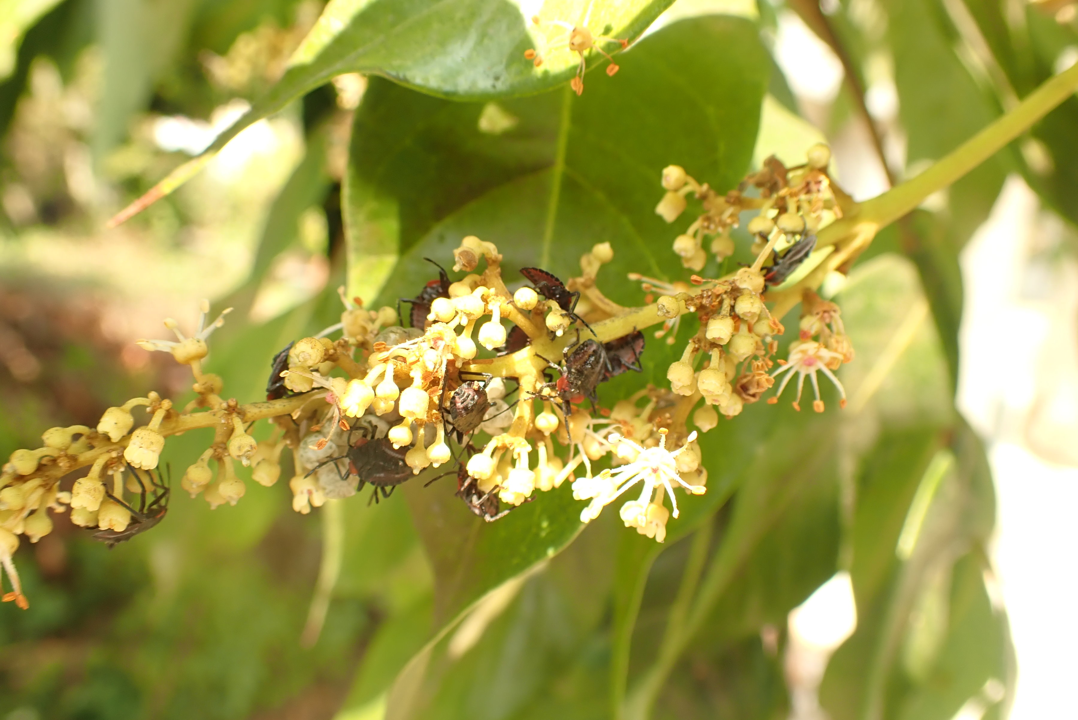 荔枝椿象若蟲取食花序