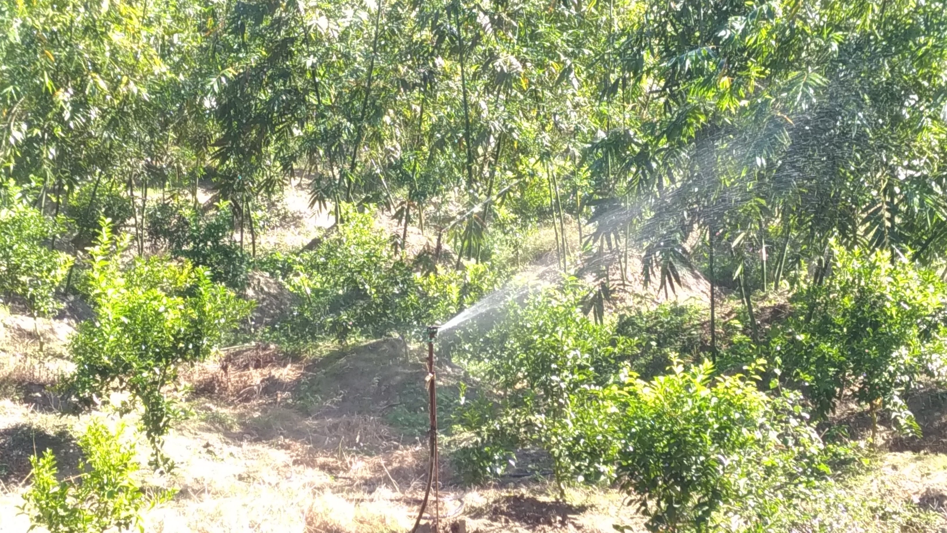 噴灌於坡地竹園有效發揮灌溉作用。